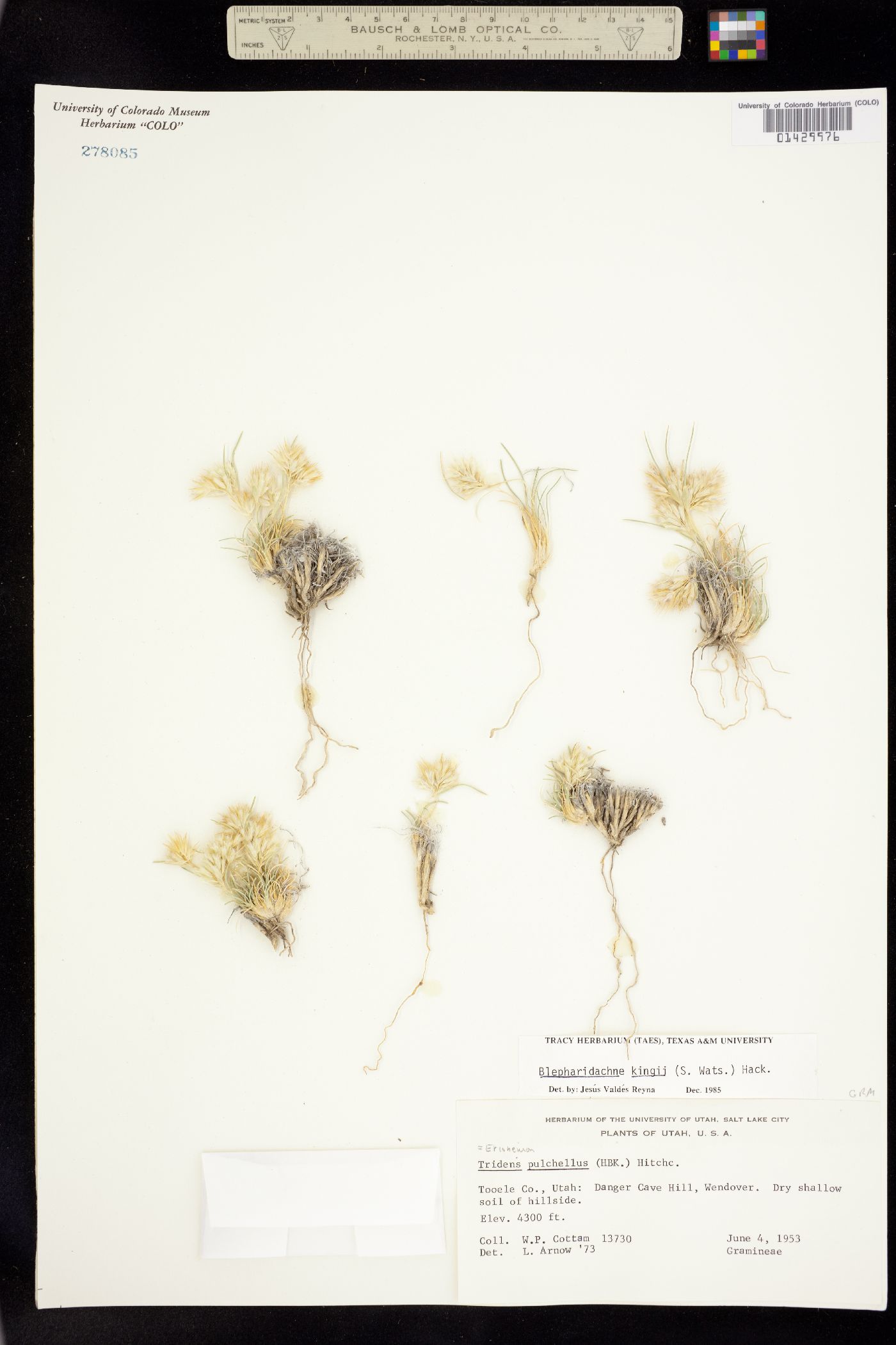 Blepharidachne kingii image