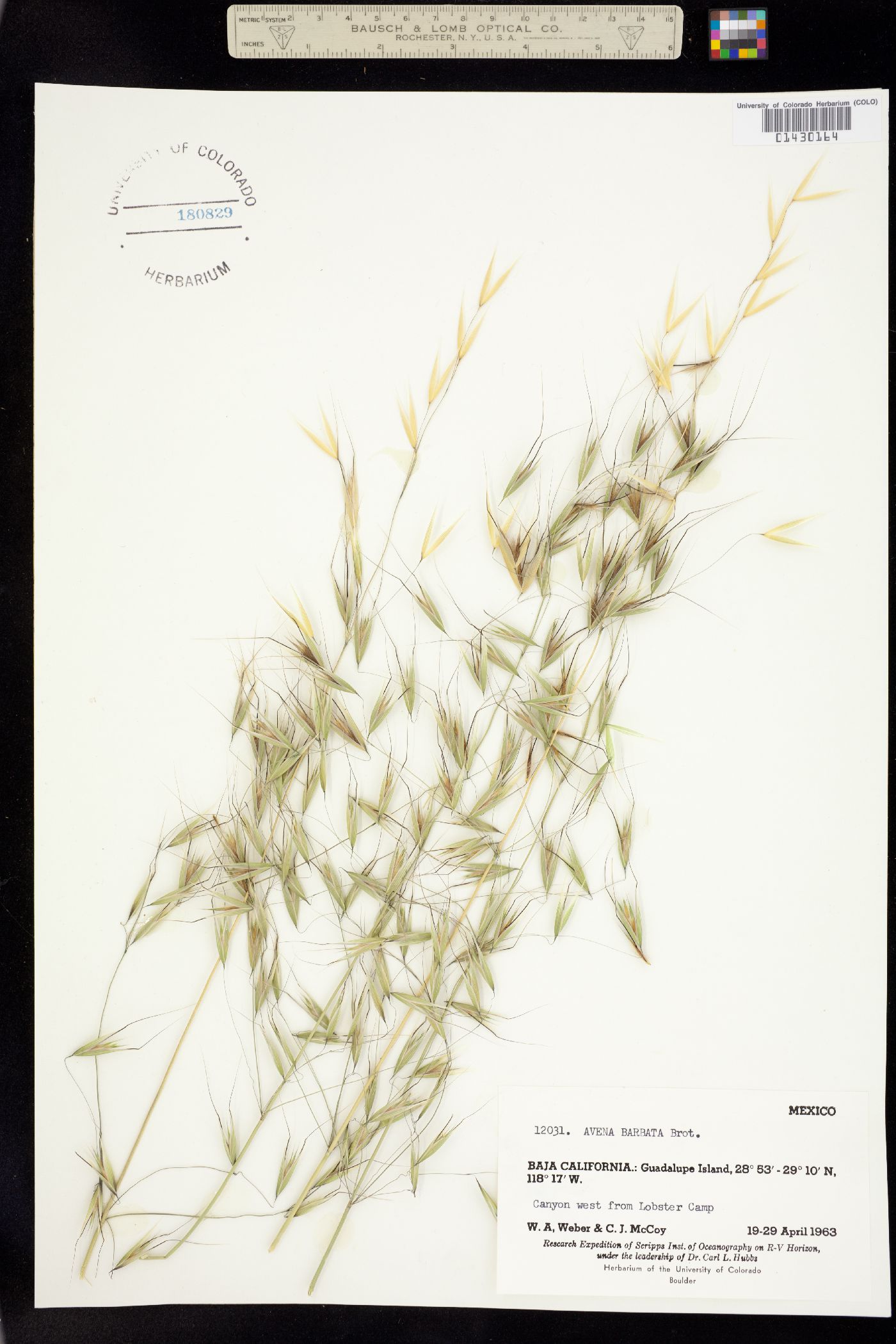Avena barbata image