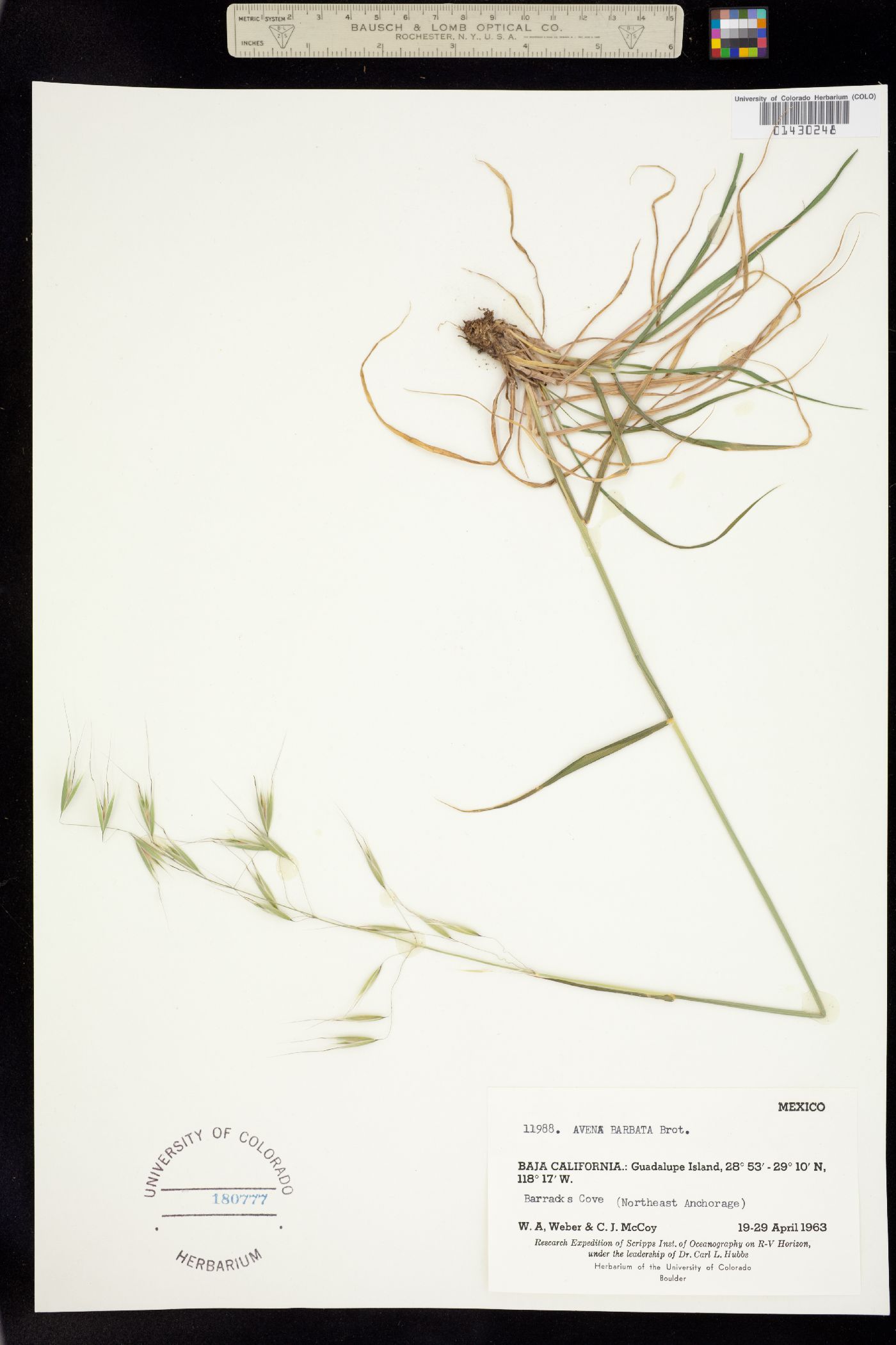 Avena barbata image
