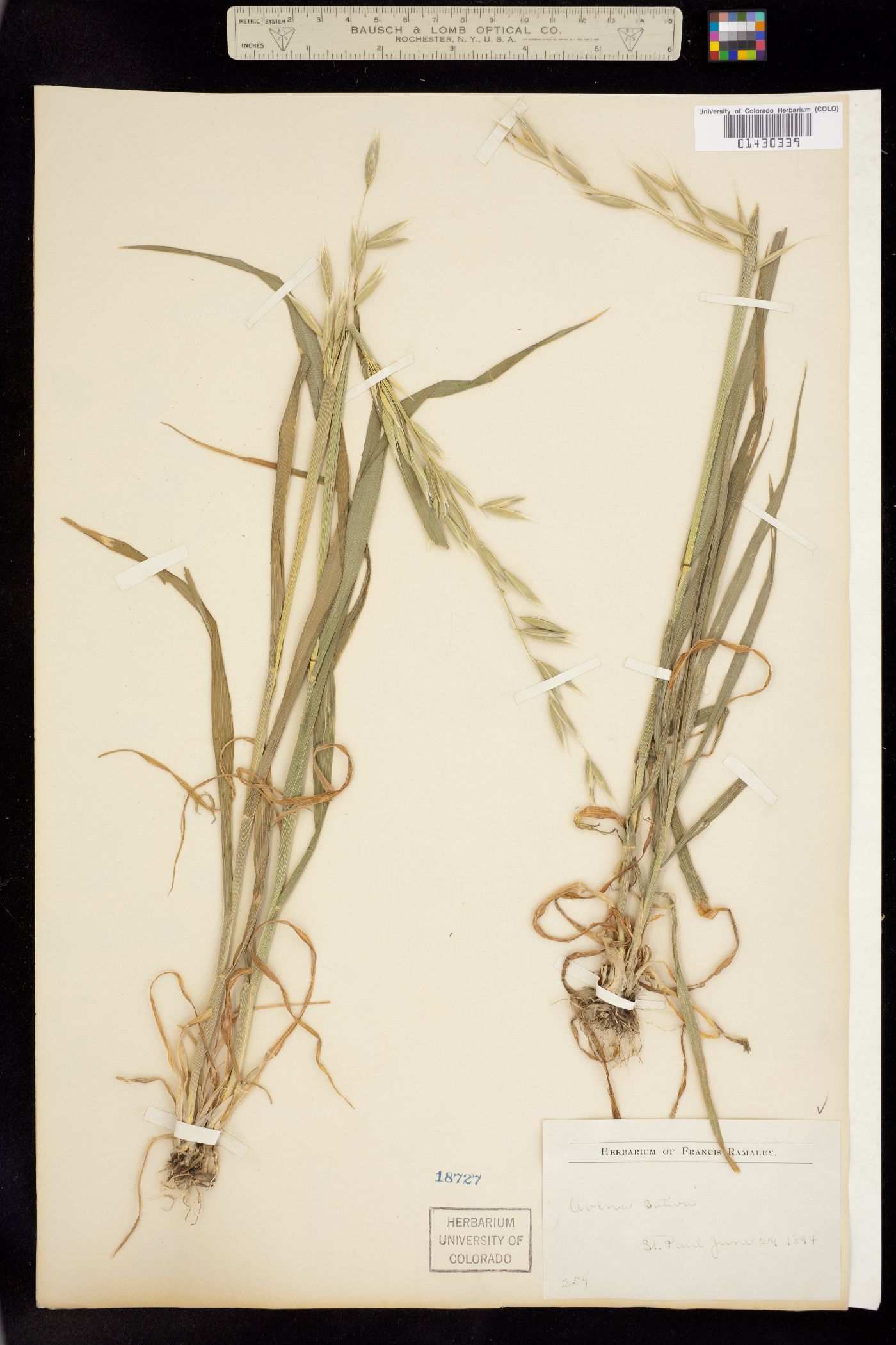 Avena sativa image