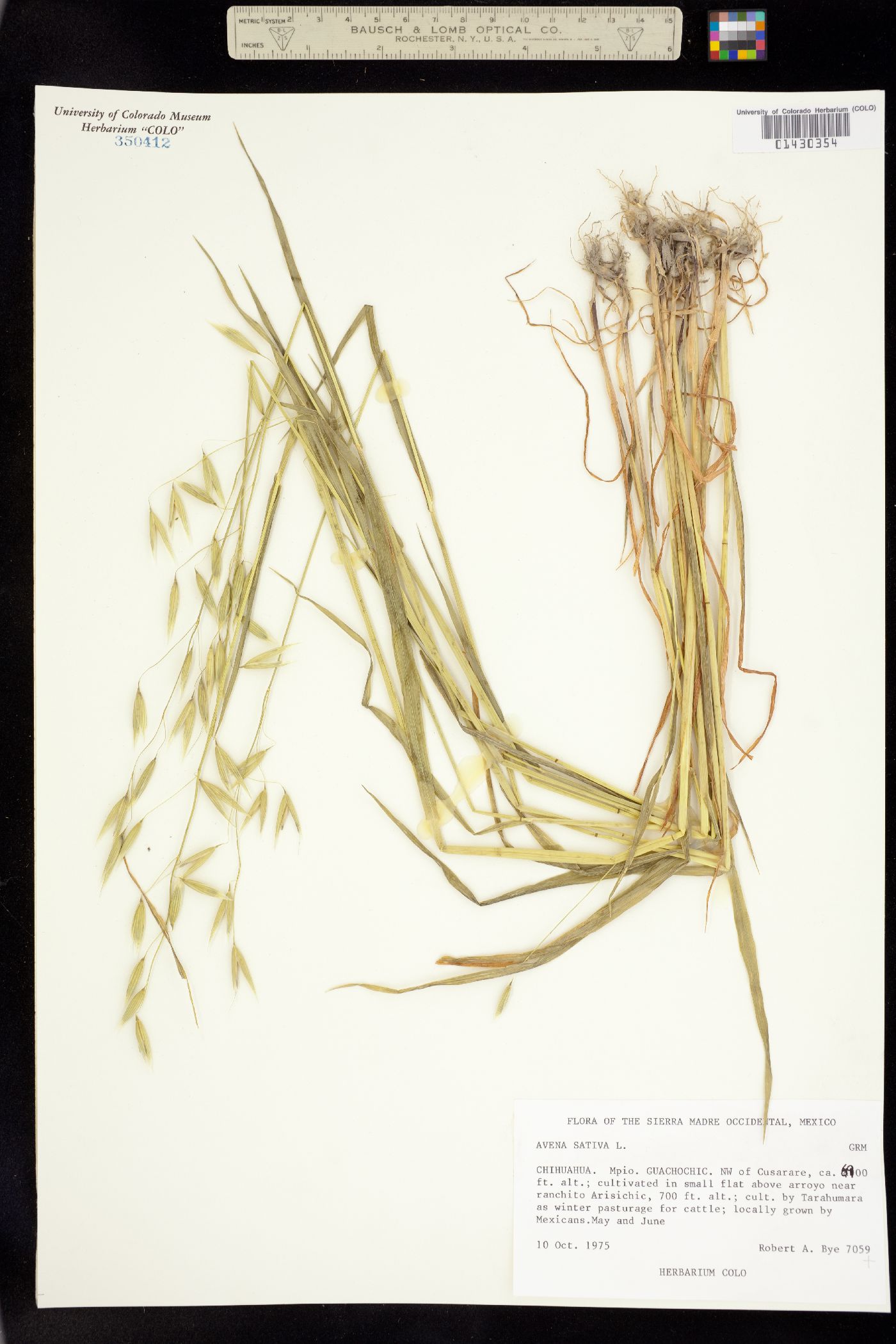 Avena sativa image
