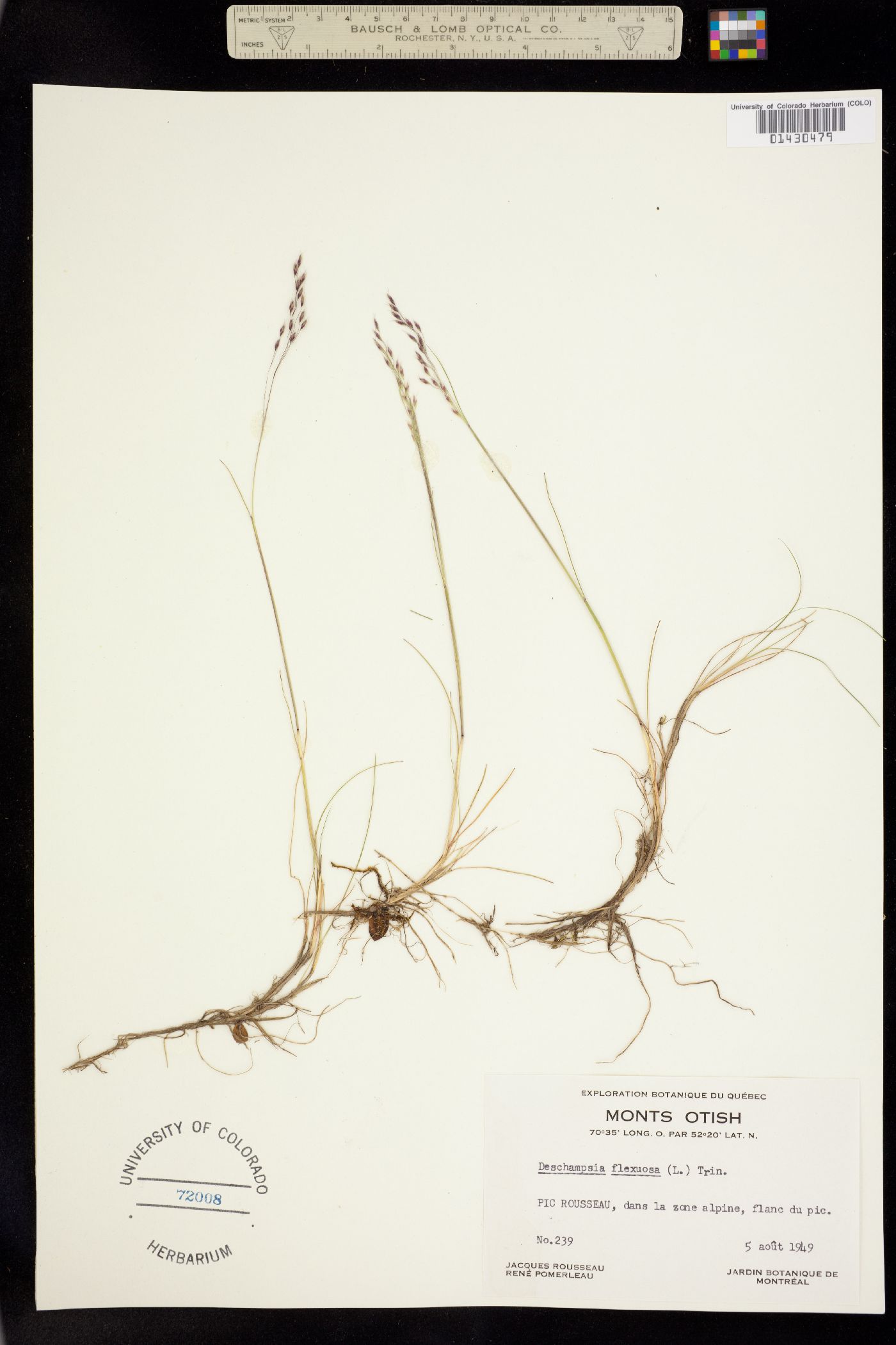 Avenella flexuosa image