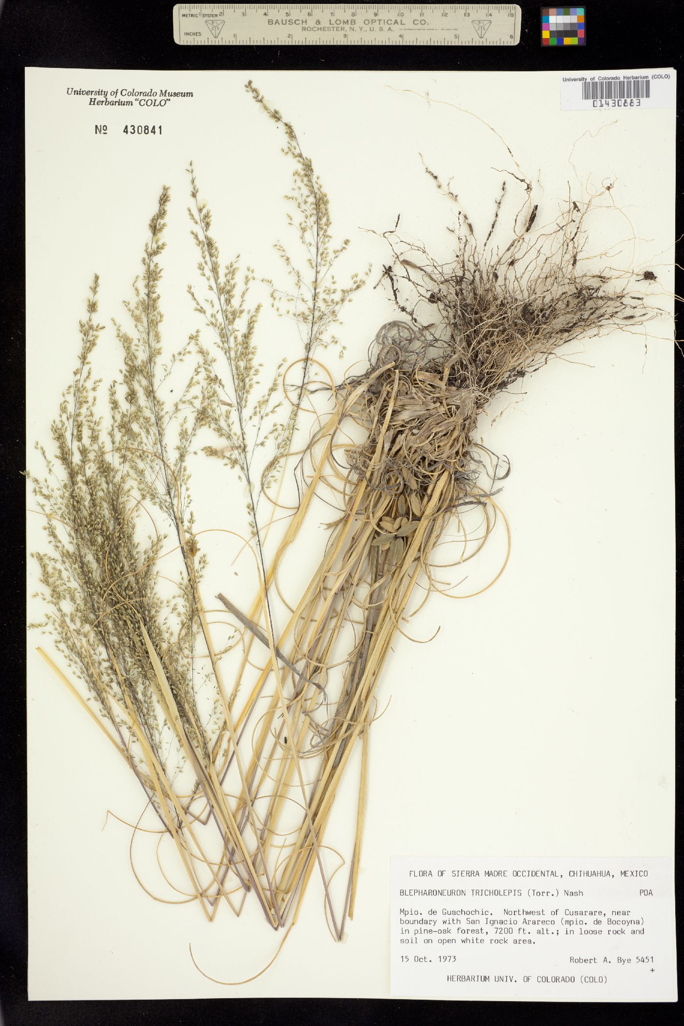 Muhlenbergia tricholepis image