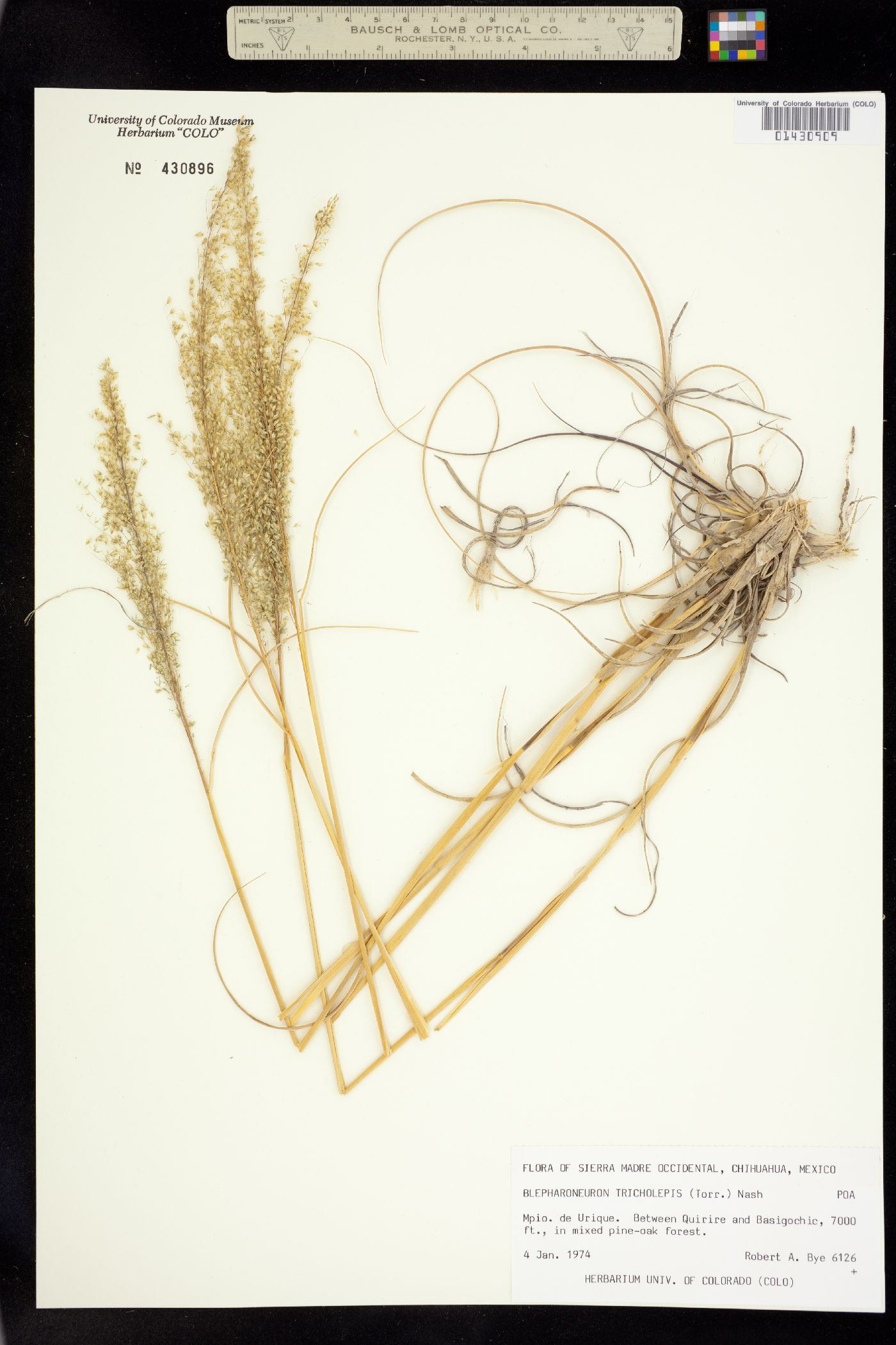 Blepharoneuron image