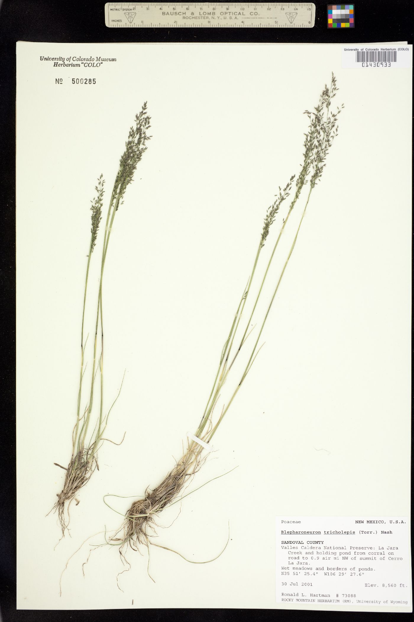 Muhlenbergia tricholepis image