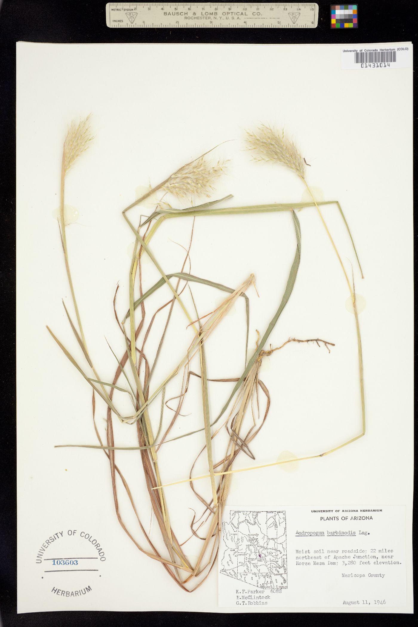 Bothriochloa barbinodis image