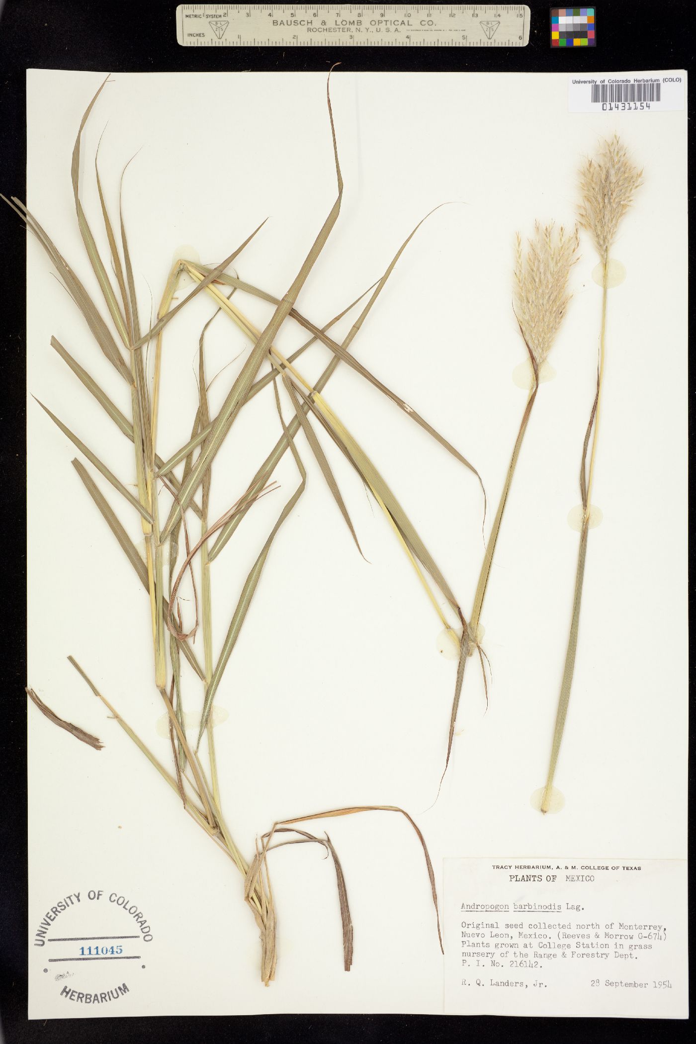 Bothriochloa barbinodis image