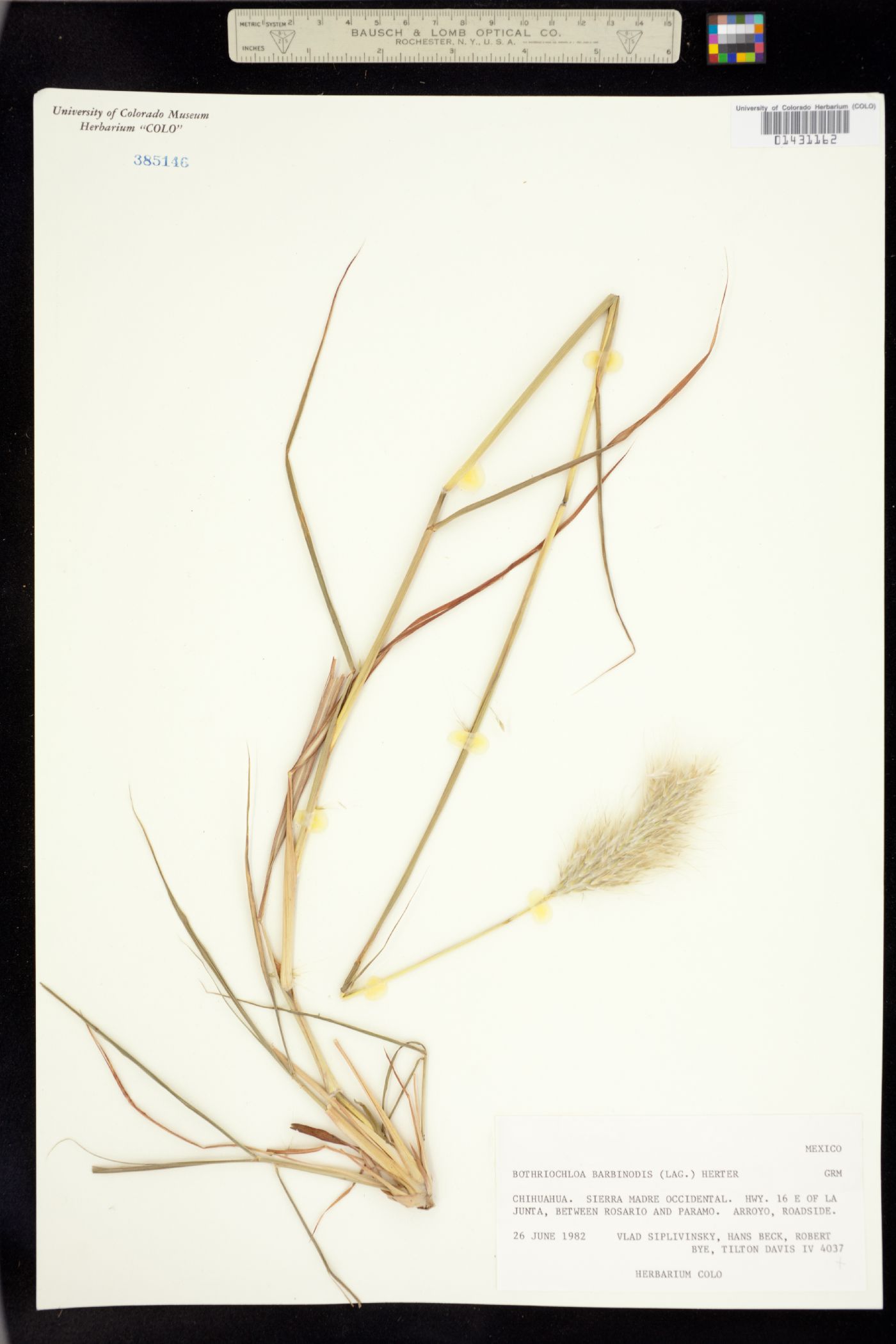 Bothriochloa barbinodis image