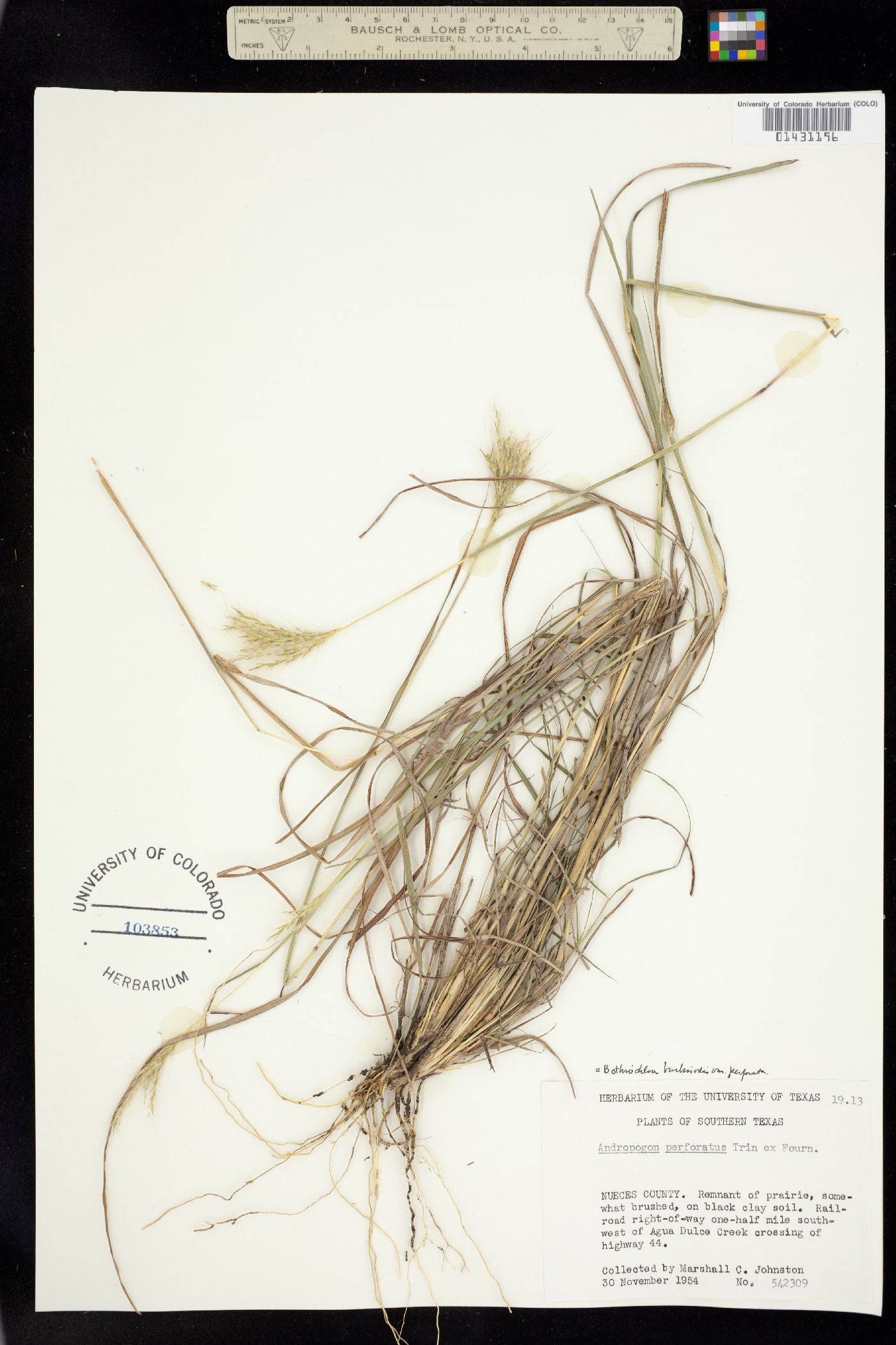 Bothriochloa barbinodis image