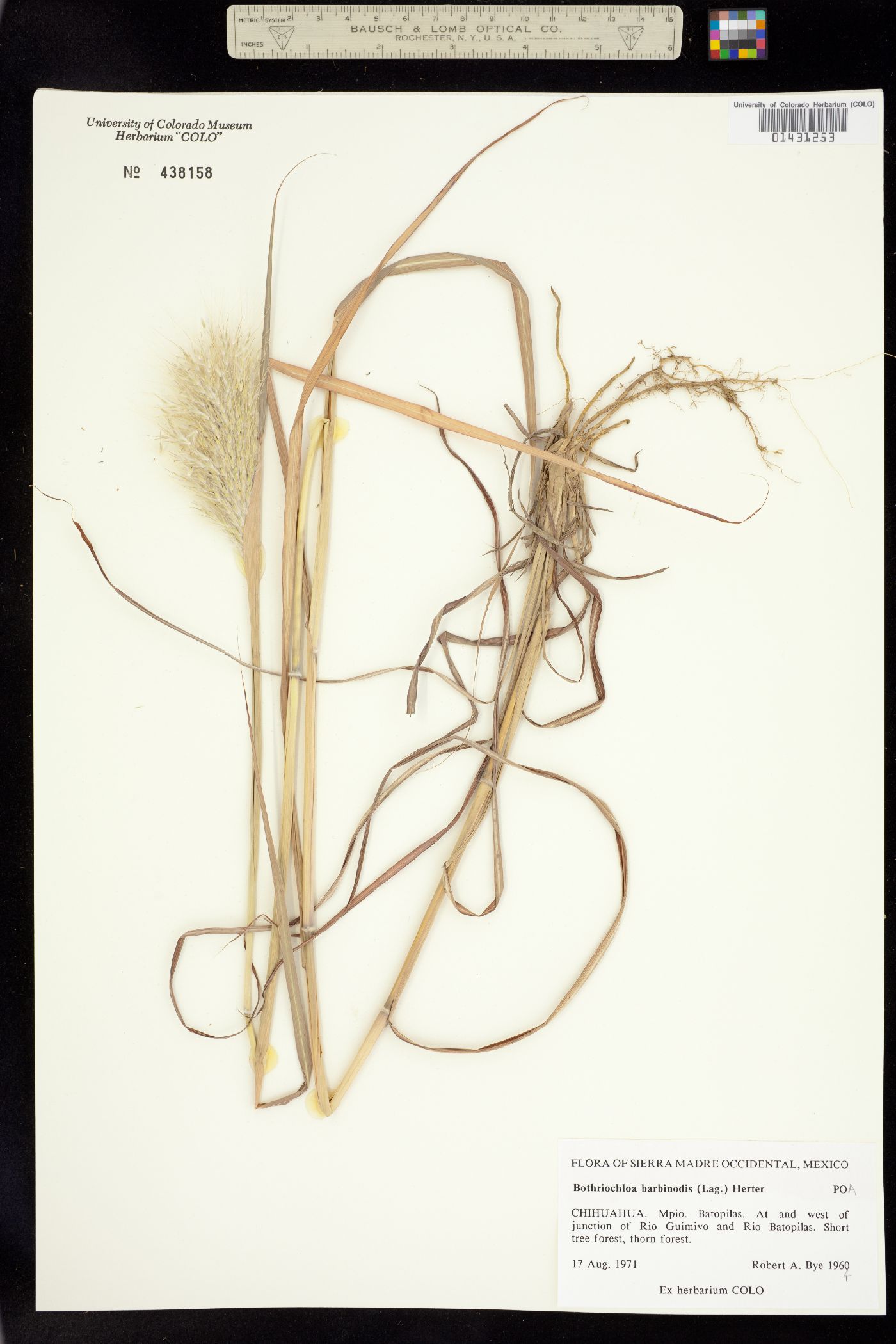 Bothriochloa barbinodis image