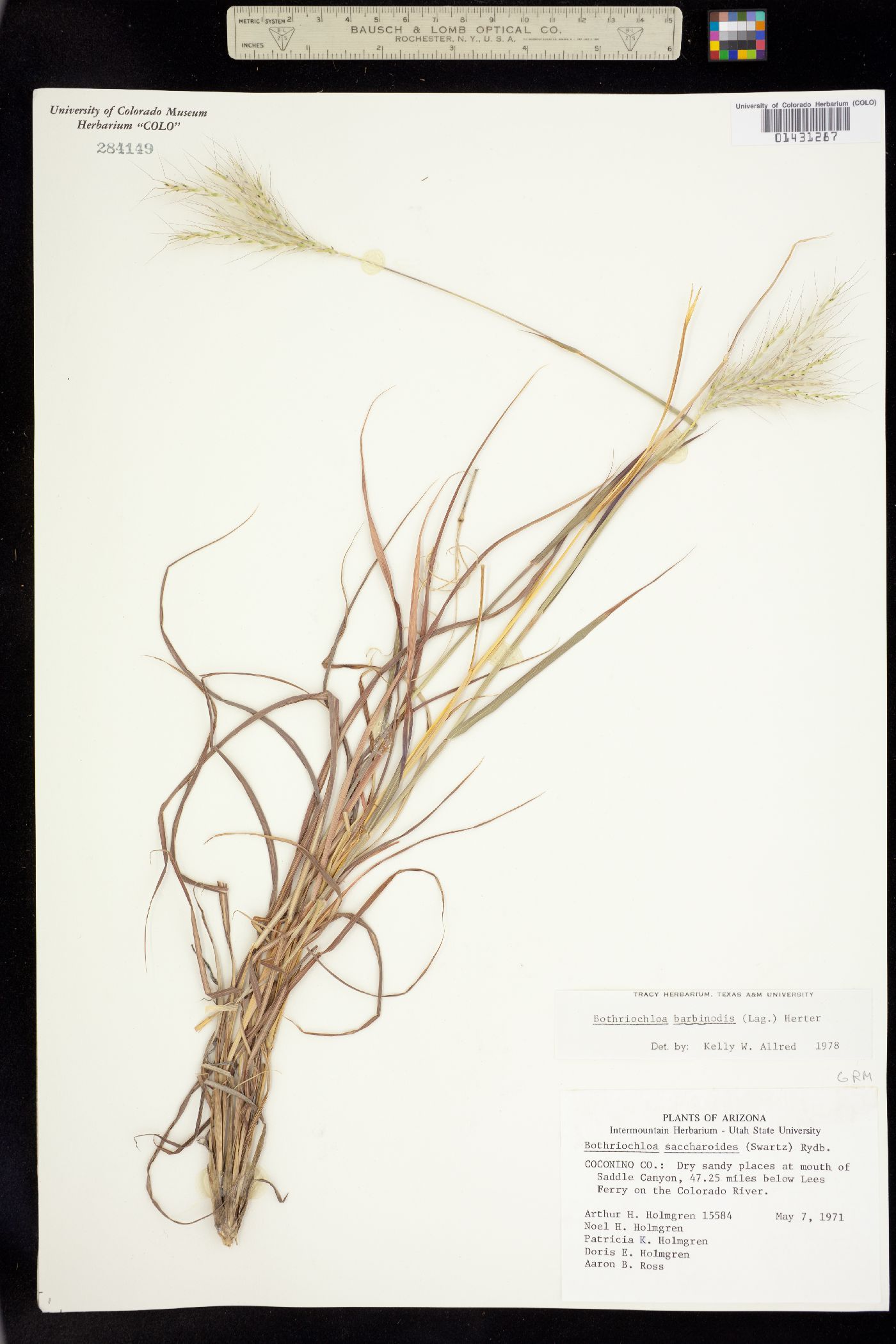 Bothriochloa barbinodis image