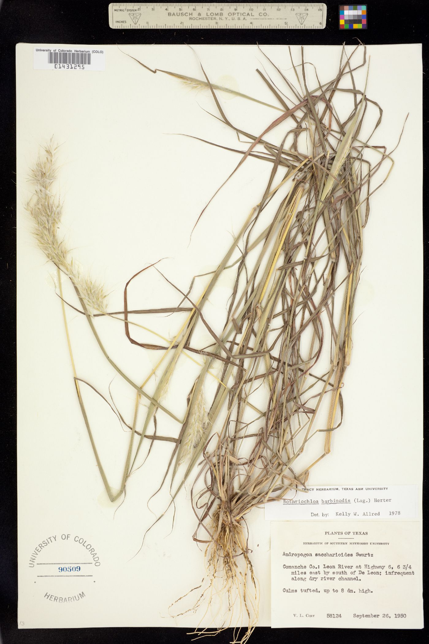 Bothriochloa barbinodis image