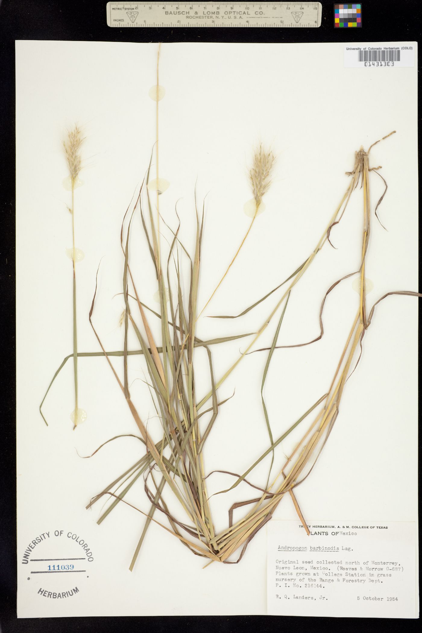 Bothriochloa barbinodis image