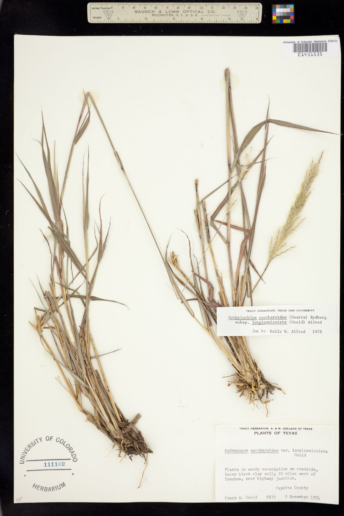 Bothriochloa laguroides image