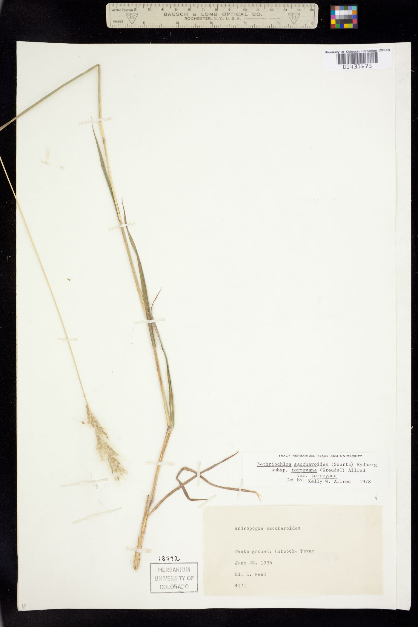 Bothriochloa laguroides image