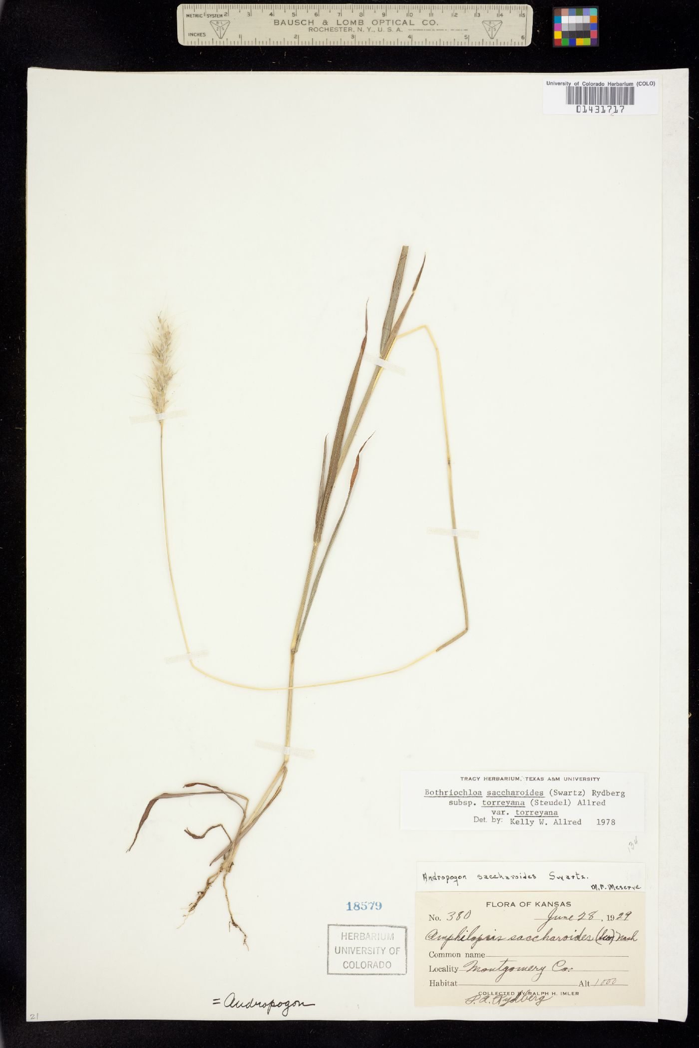 Bothriochloa image