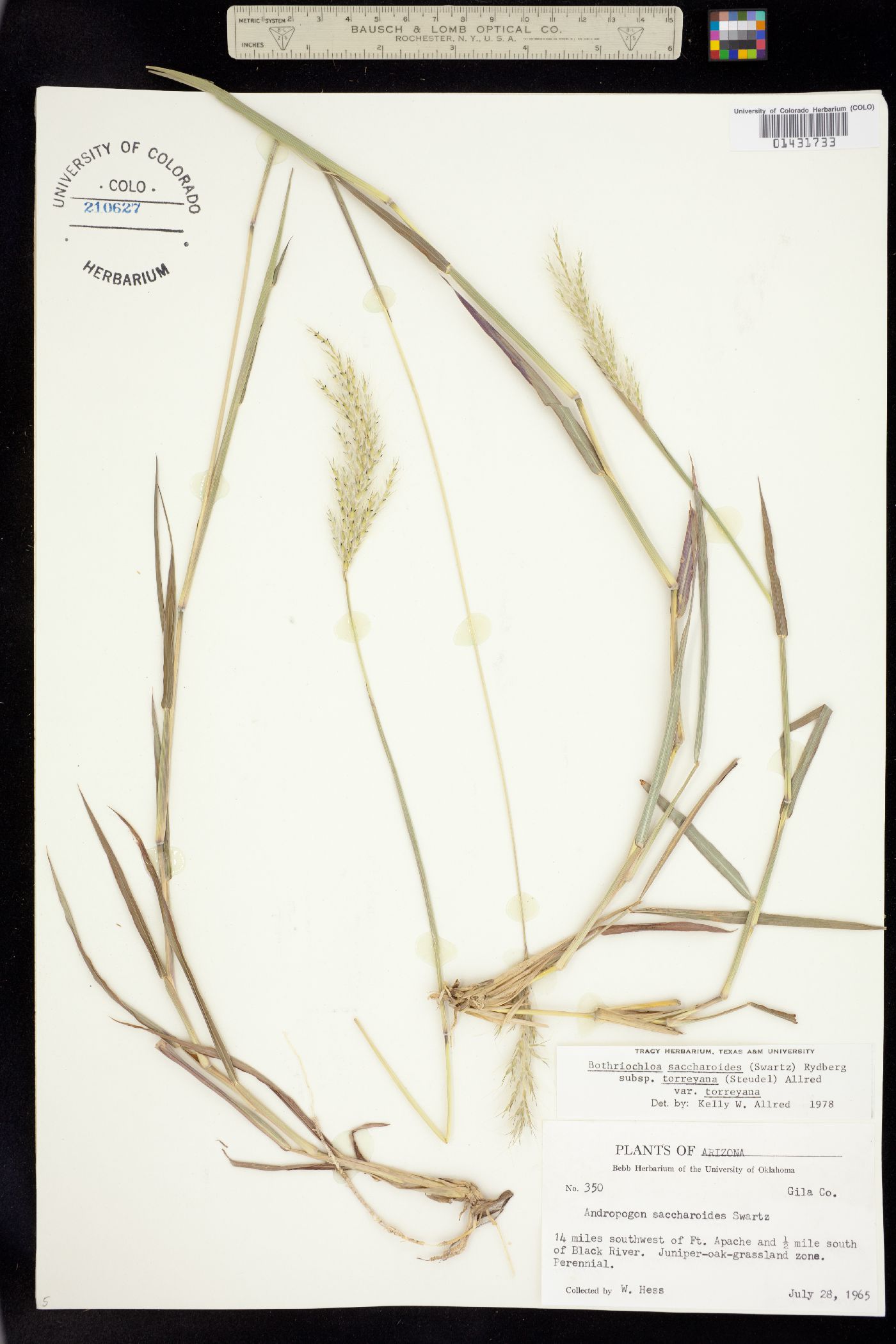 Bothriochloa laguroides var. torreyana image