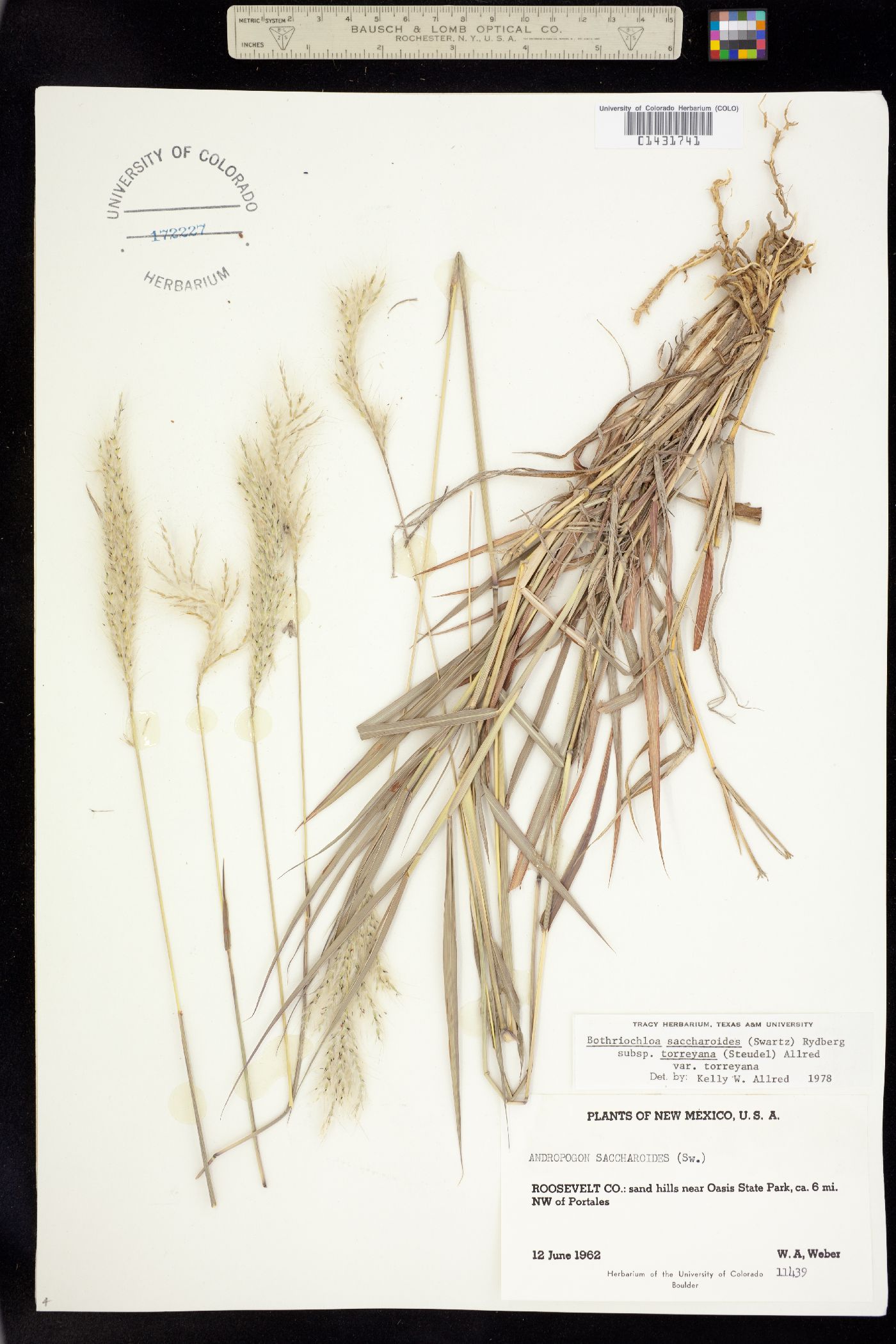 Bothriochloa laguroides image