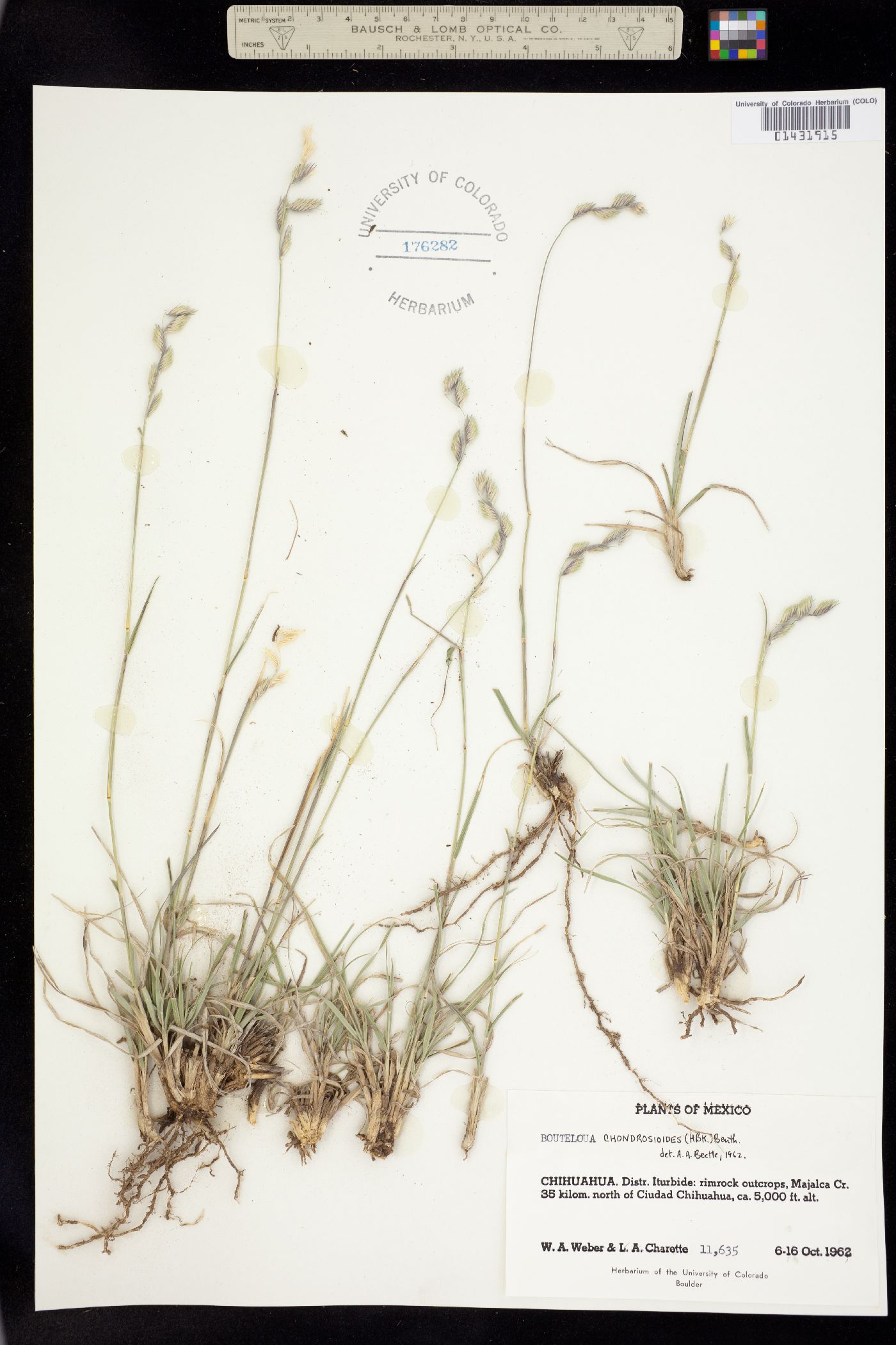 Bouteloua chondrosioides image