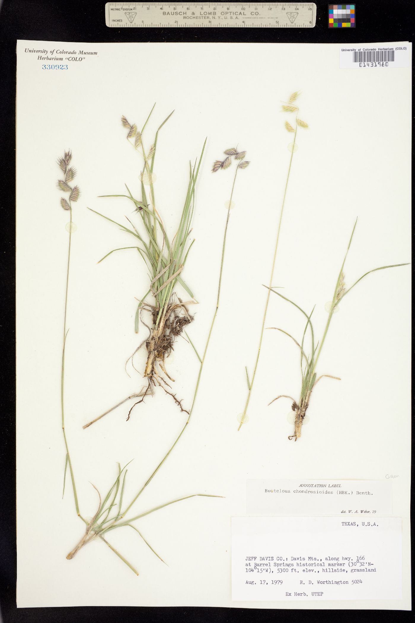 Bouteloua chondrosioides image
