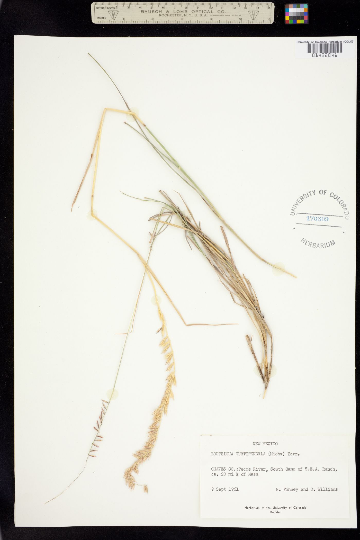 Bouteloua curtipendula image