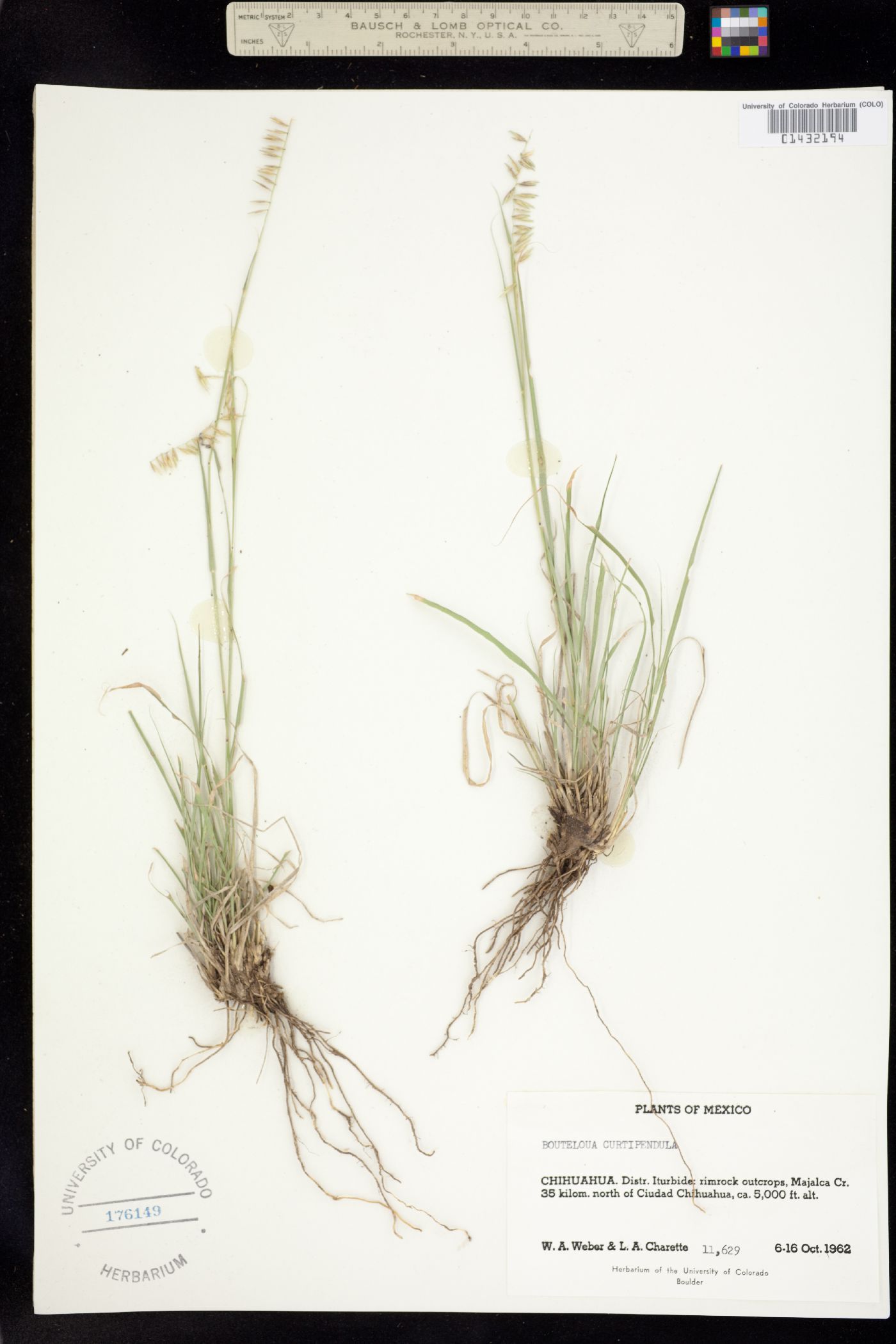Bouteloua curtipendula image