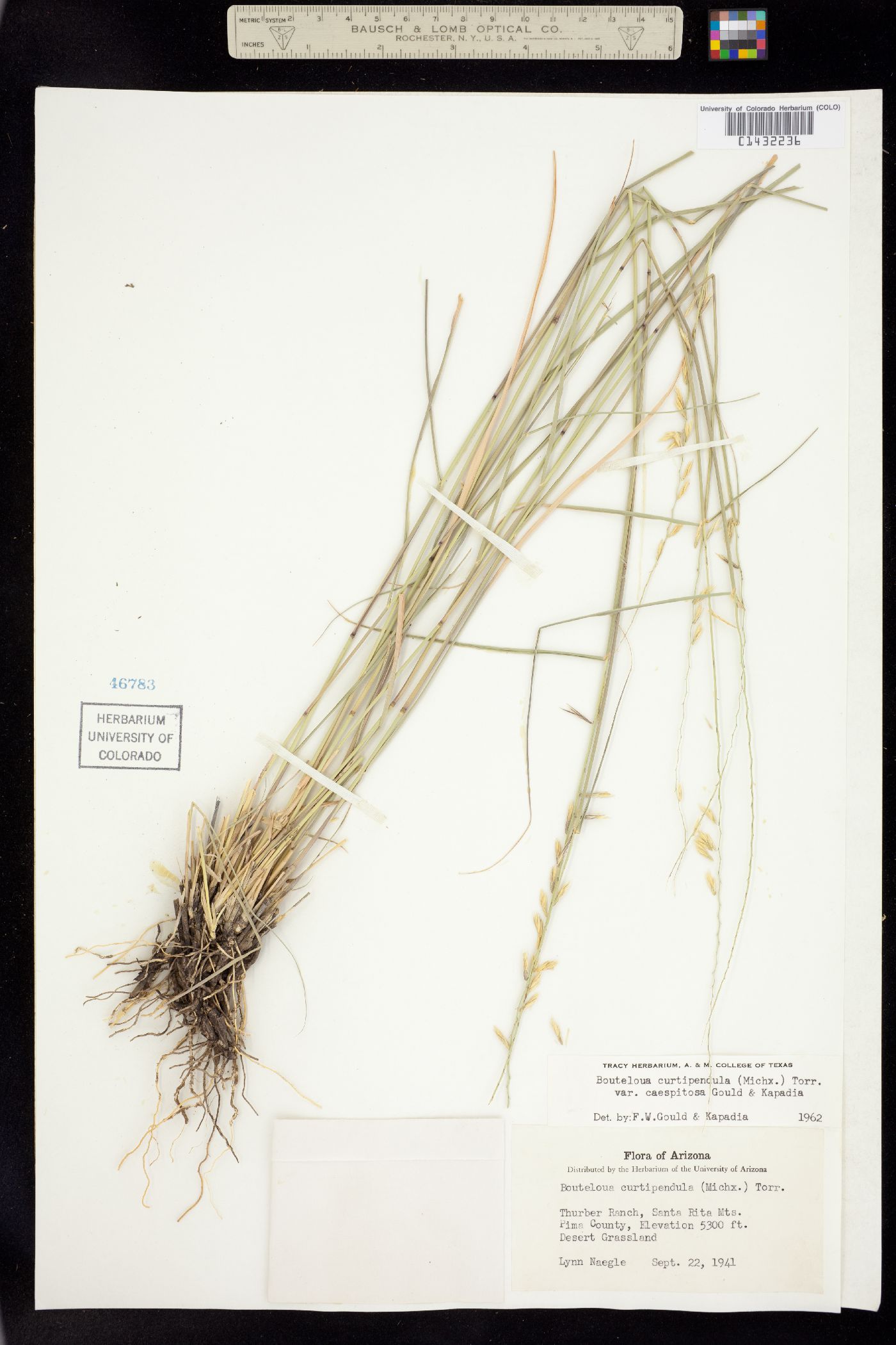 Bouteloua curtipendula var. caespitosa image