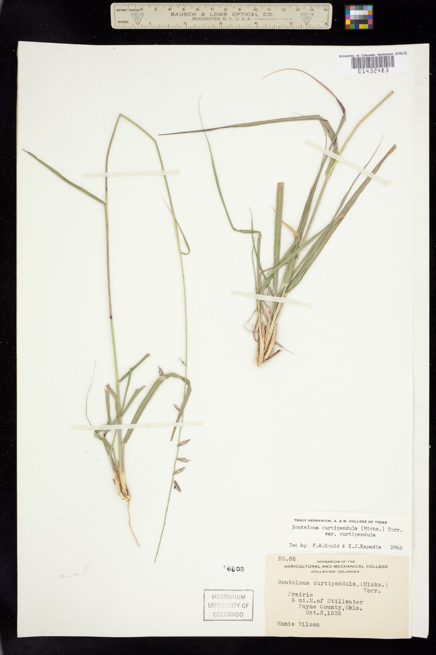 Bouteloua curtipendula image