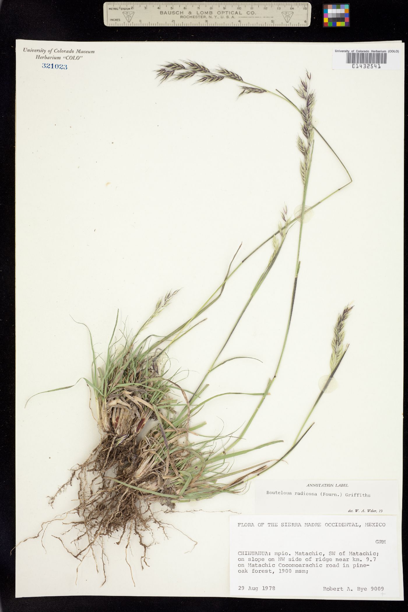 Bouteloua radicosa image