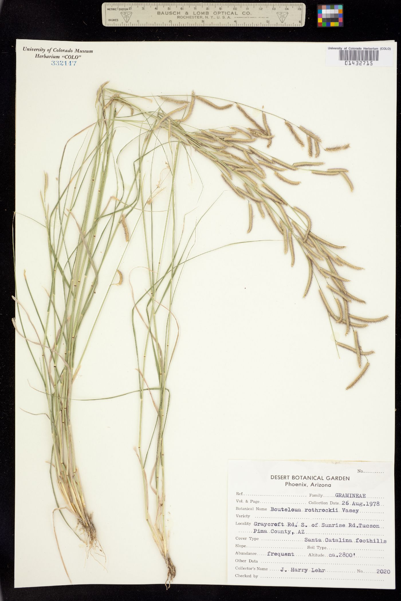 Bouteloua barbata var. rothrockii image