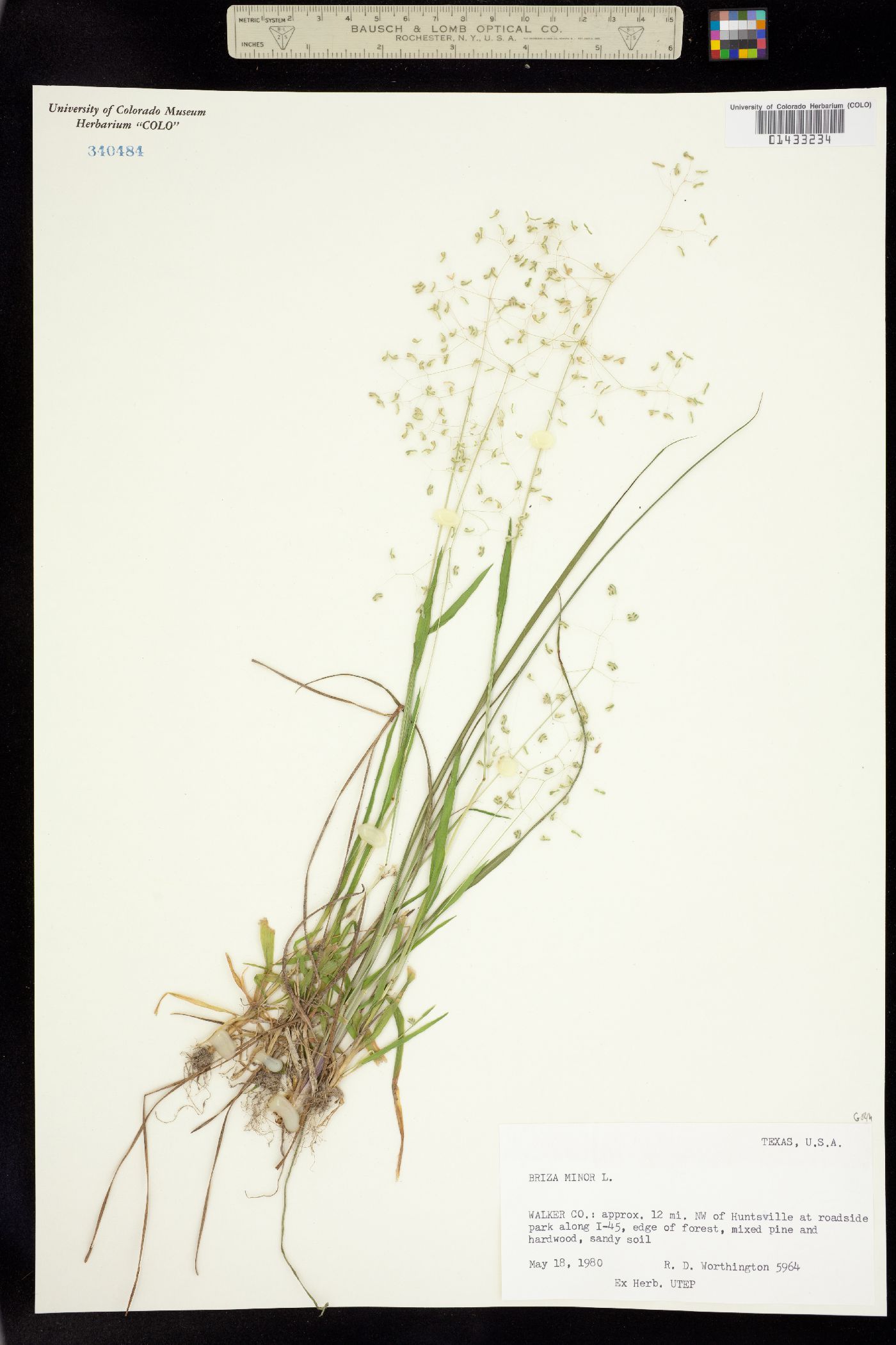 Briza minor image