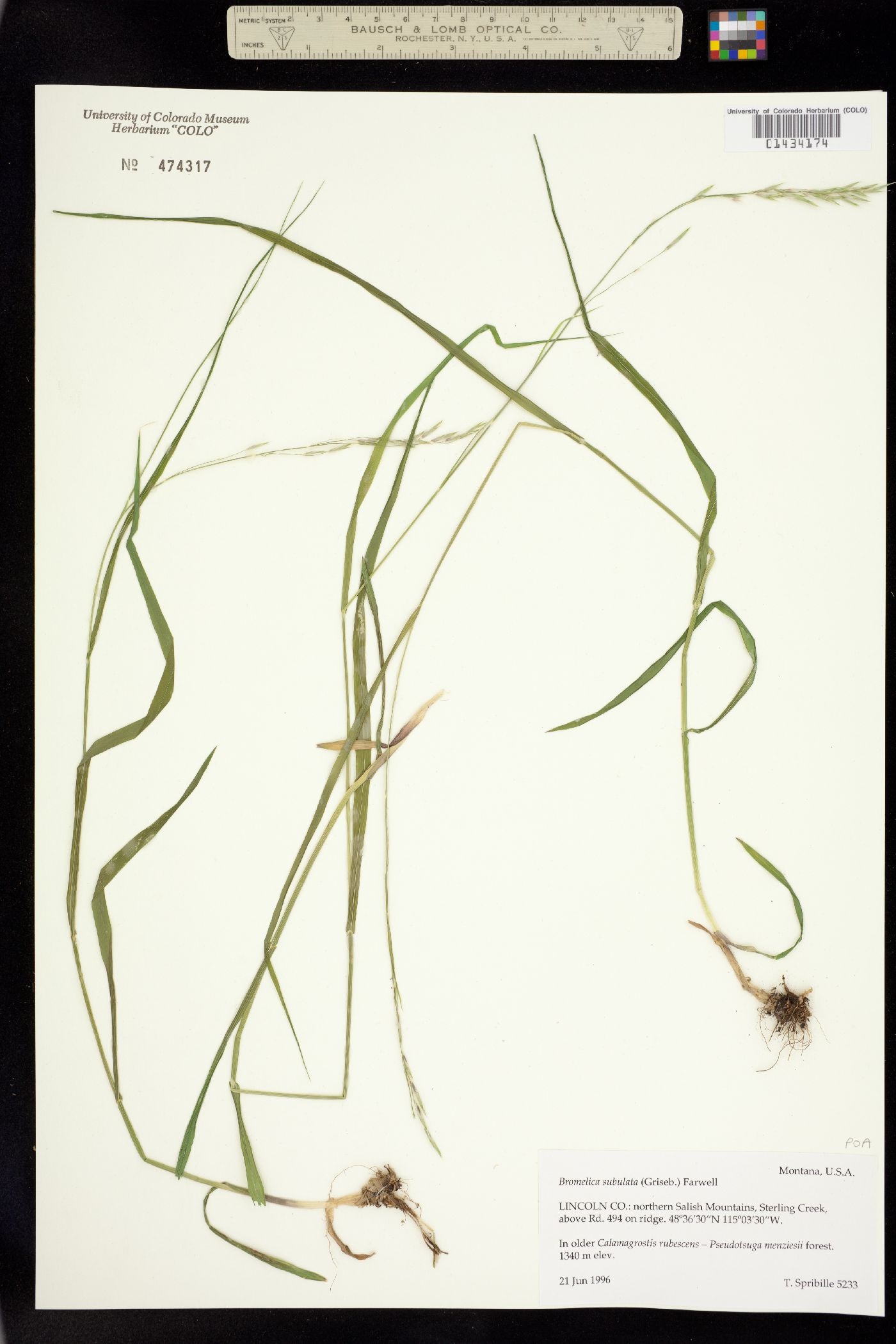 Melica subulata image