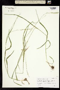 Bromelica subulata image
