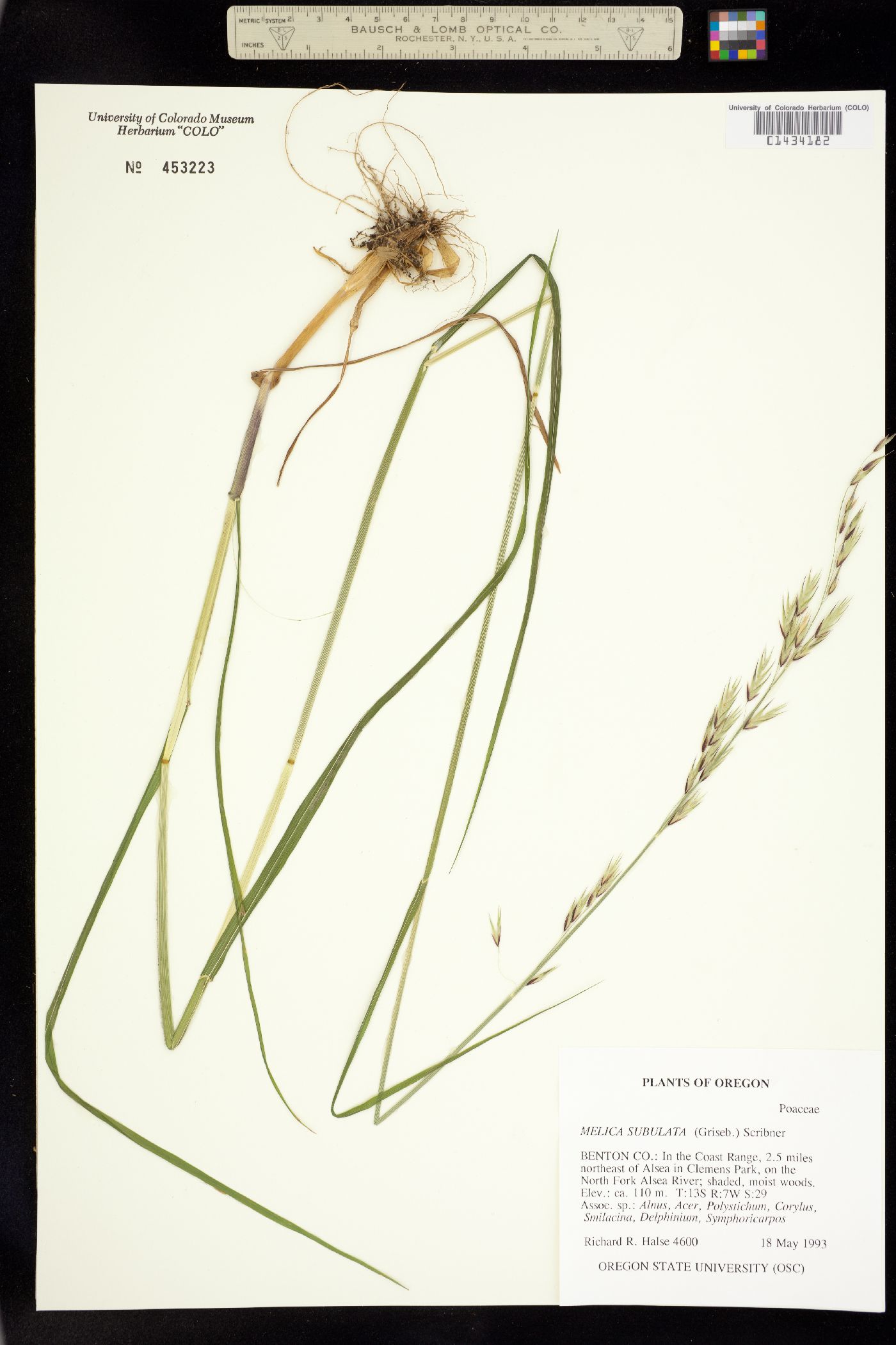 Melica subulata image