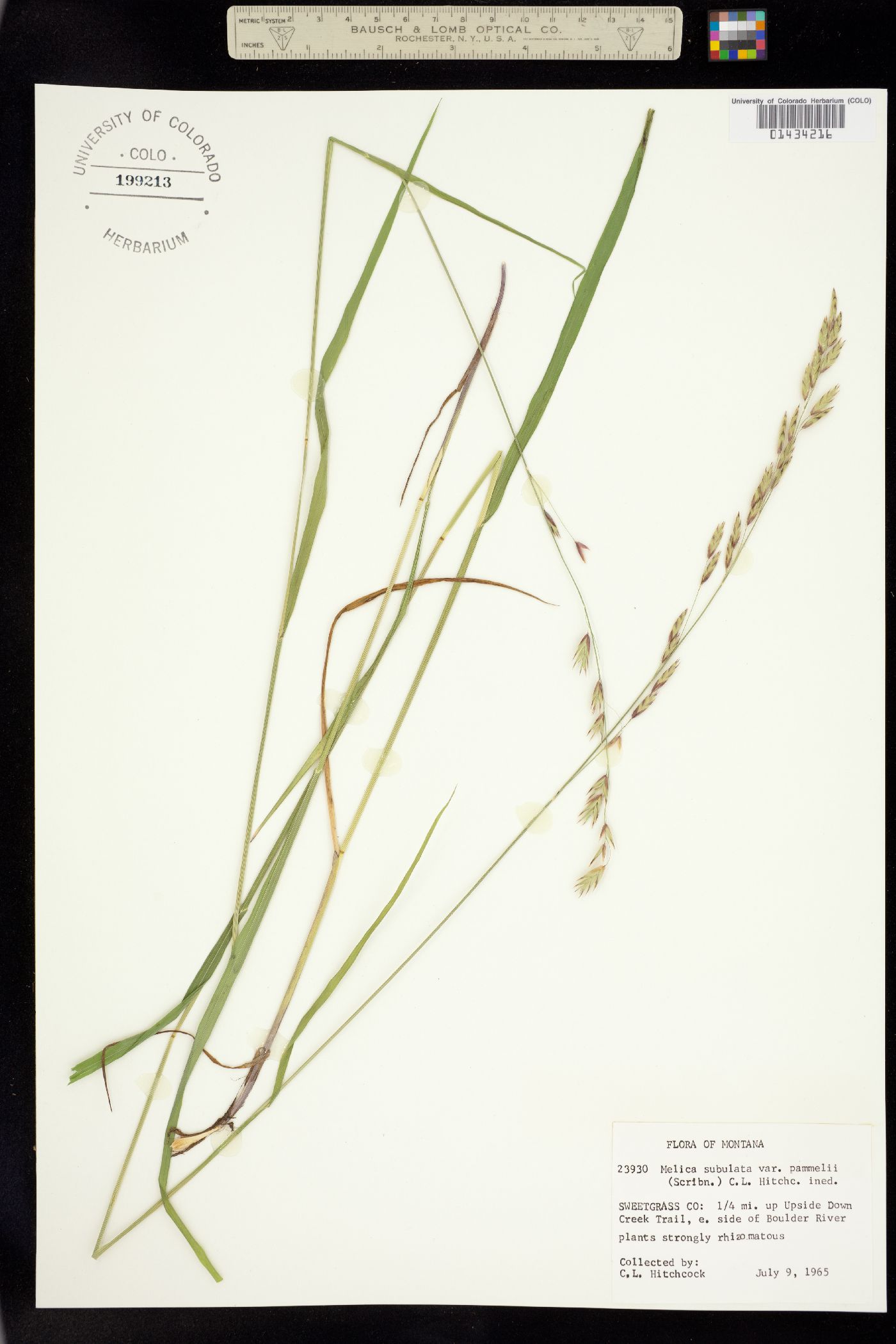 Melica subulata image