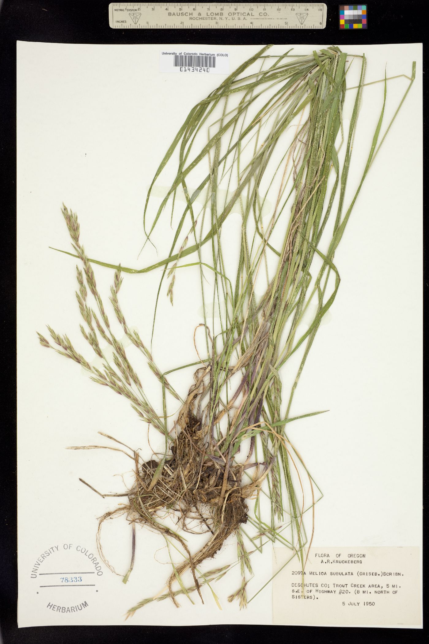 Melica subulata image