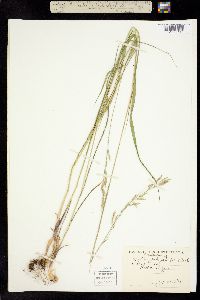 Bromelica subulata image