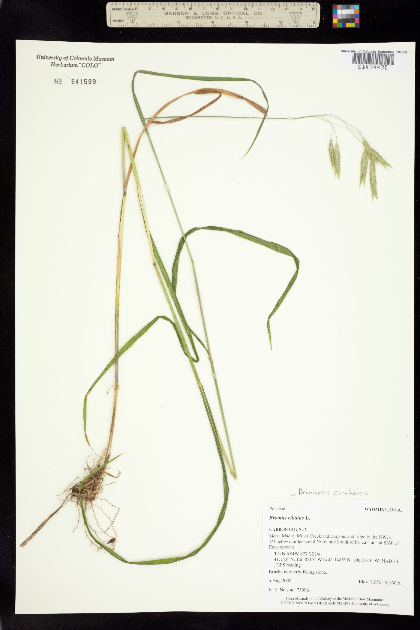 Cercocarpus montanus image