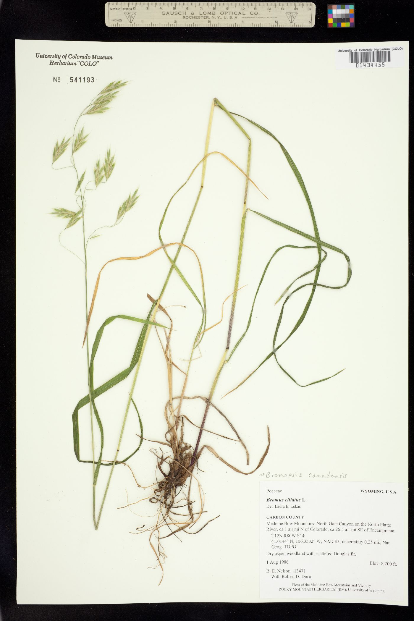 Drymocallis fissa image