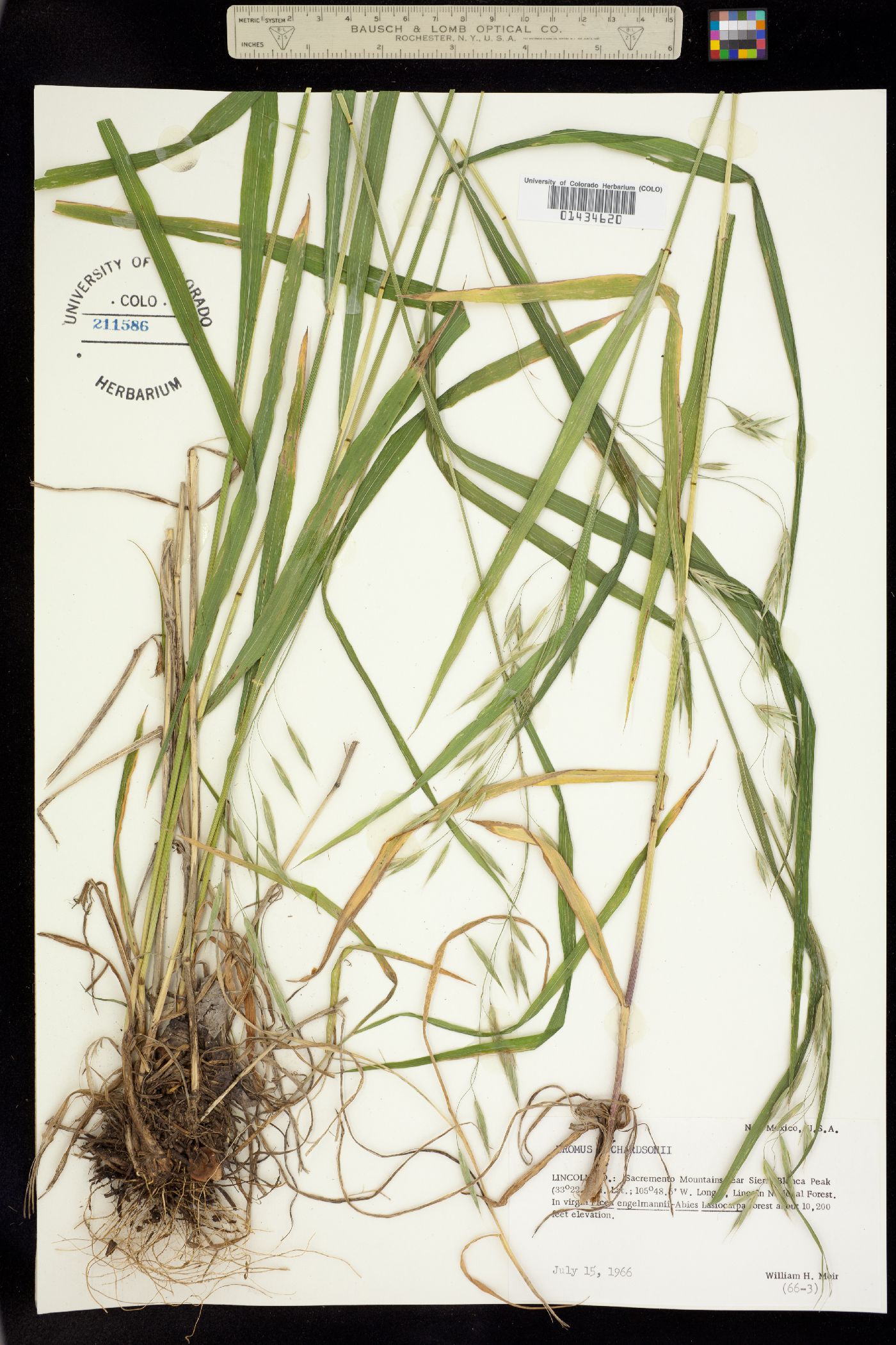 Bromus richardsonii image