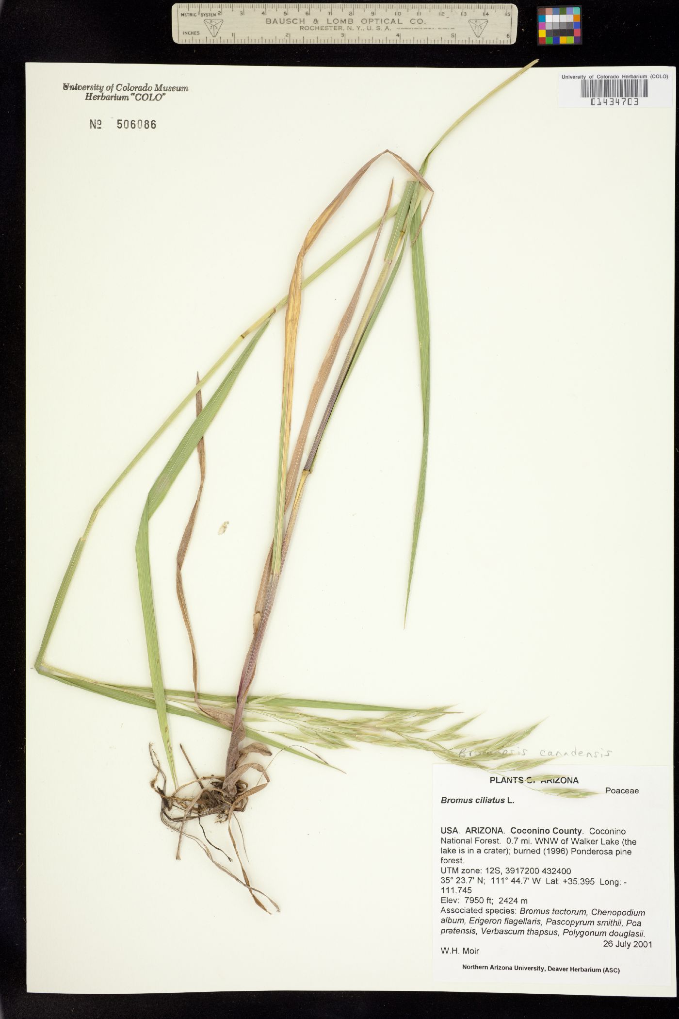 Bromus ciliatus var. ciliatus image