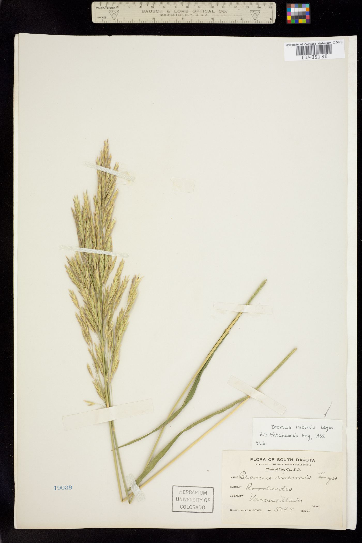Bromus inermis image