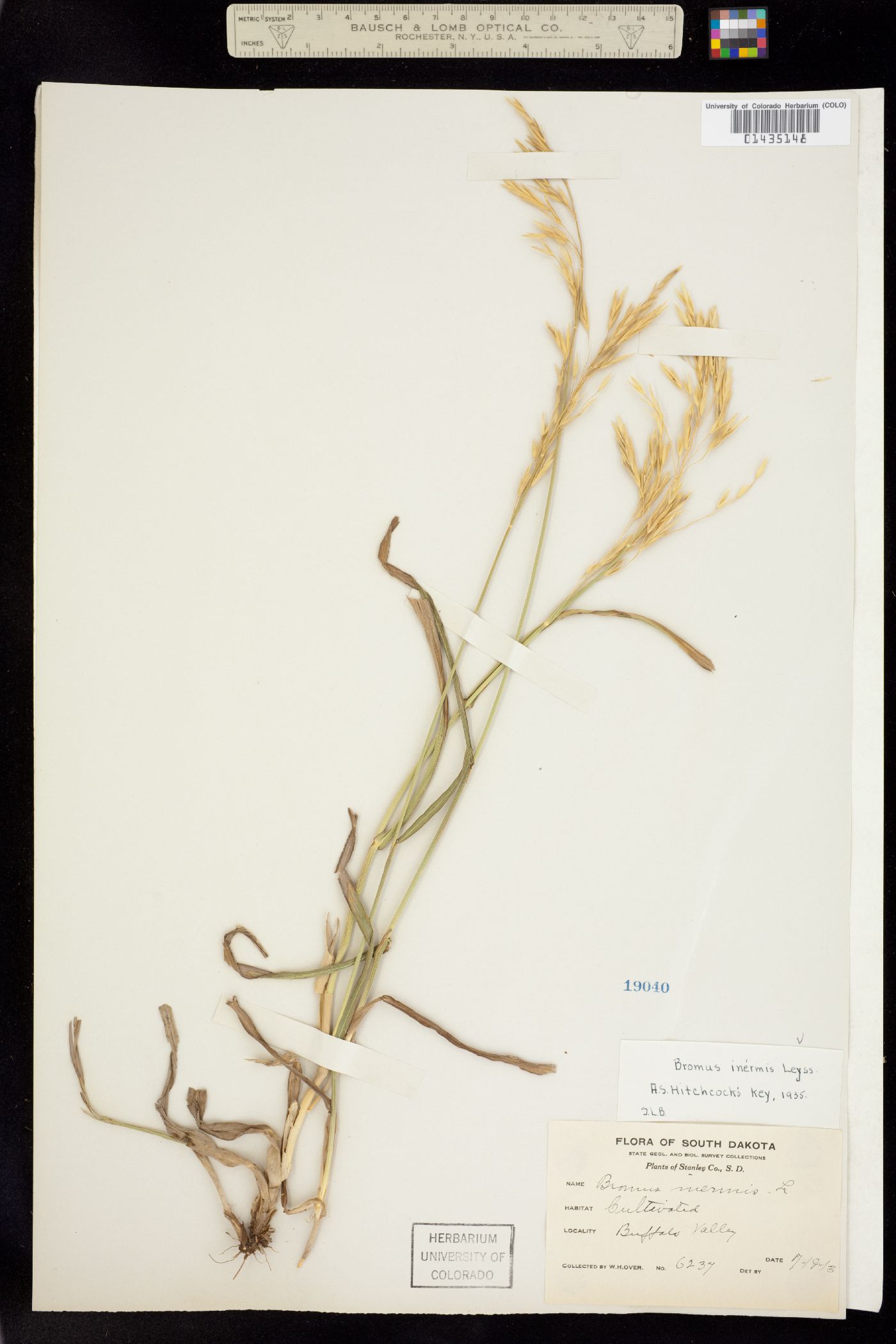 Bromus inermis image