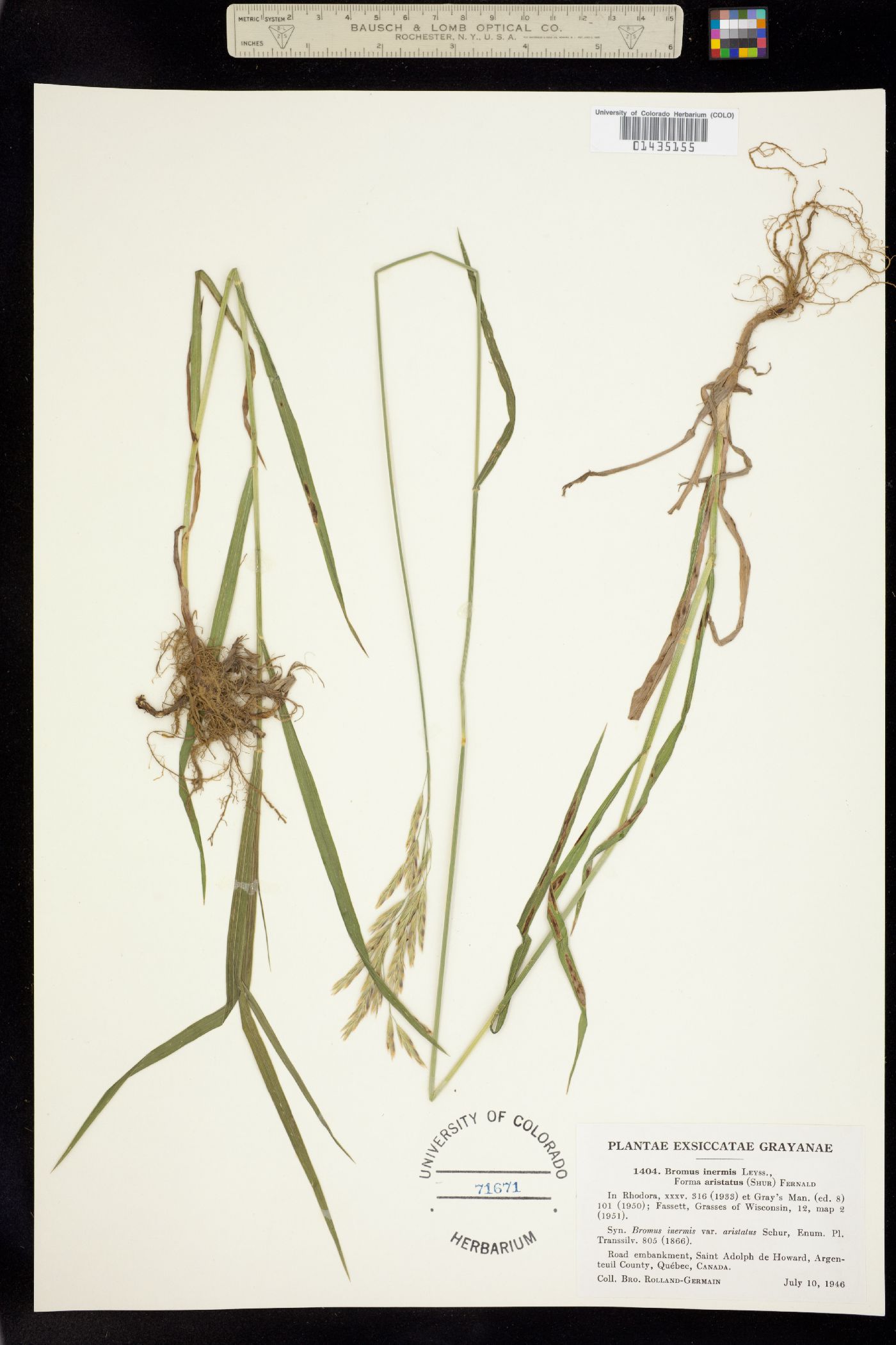 Bromus inermis image