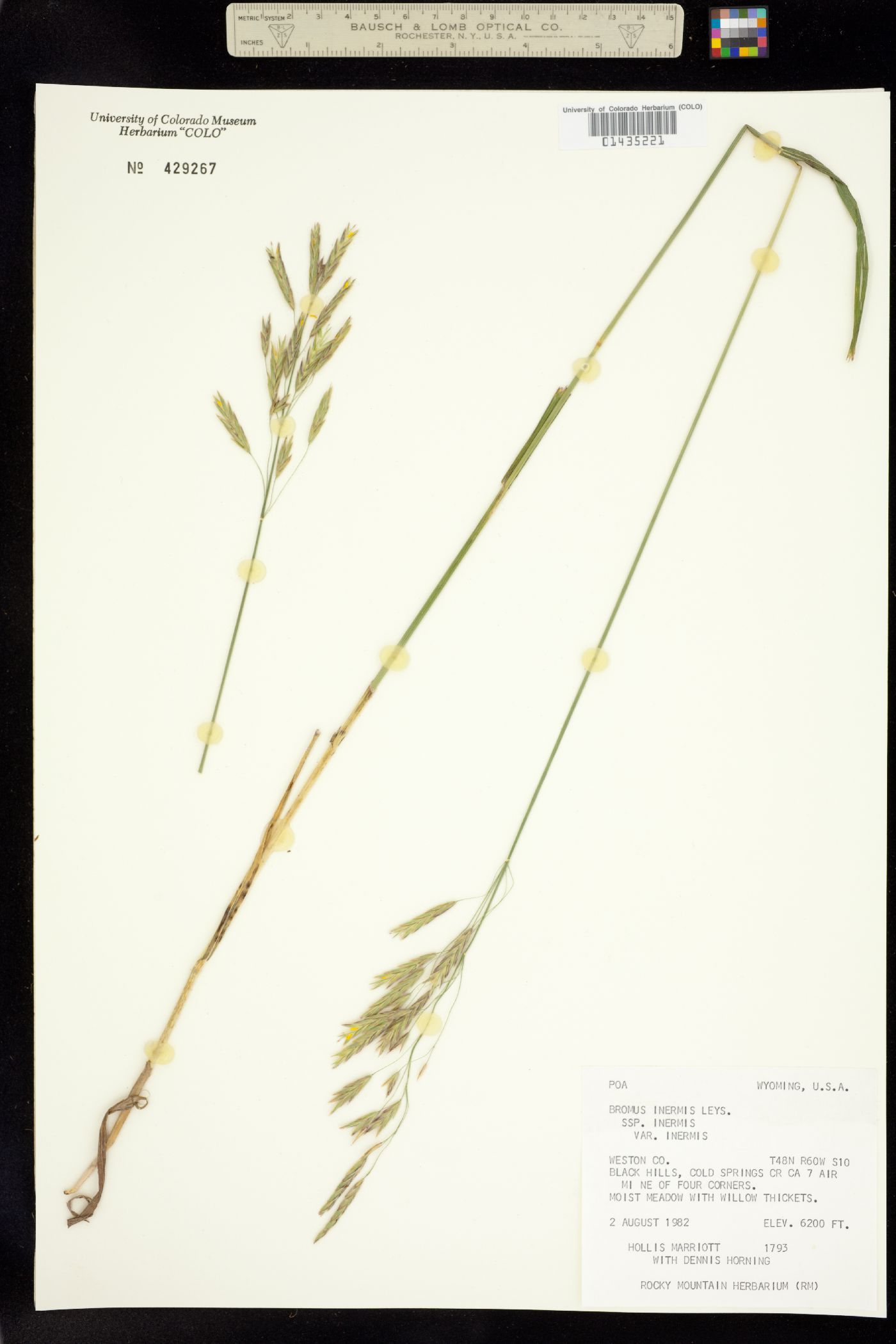 Bromus image