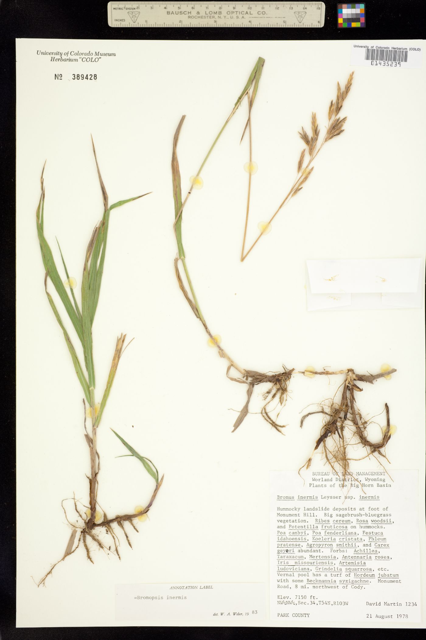 Bromus inermis var. inermis image