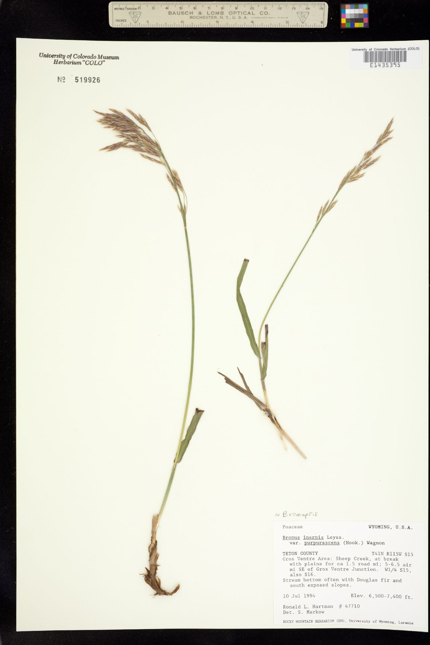 Bromus inermis image