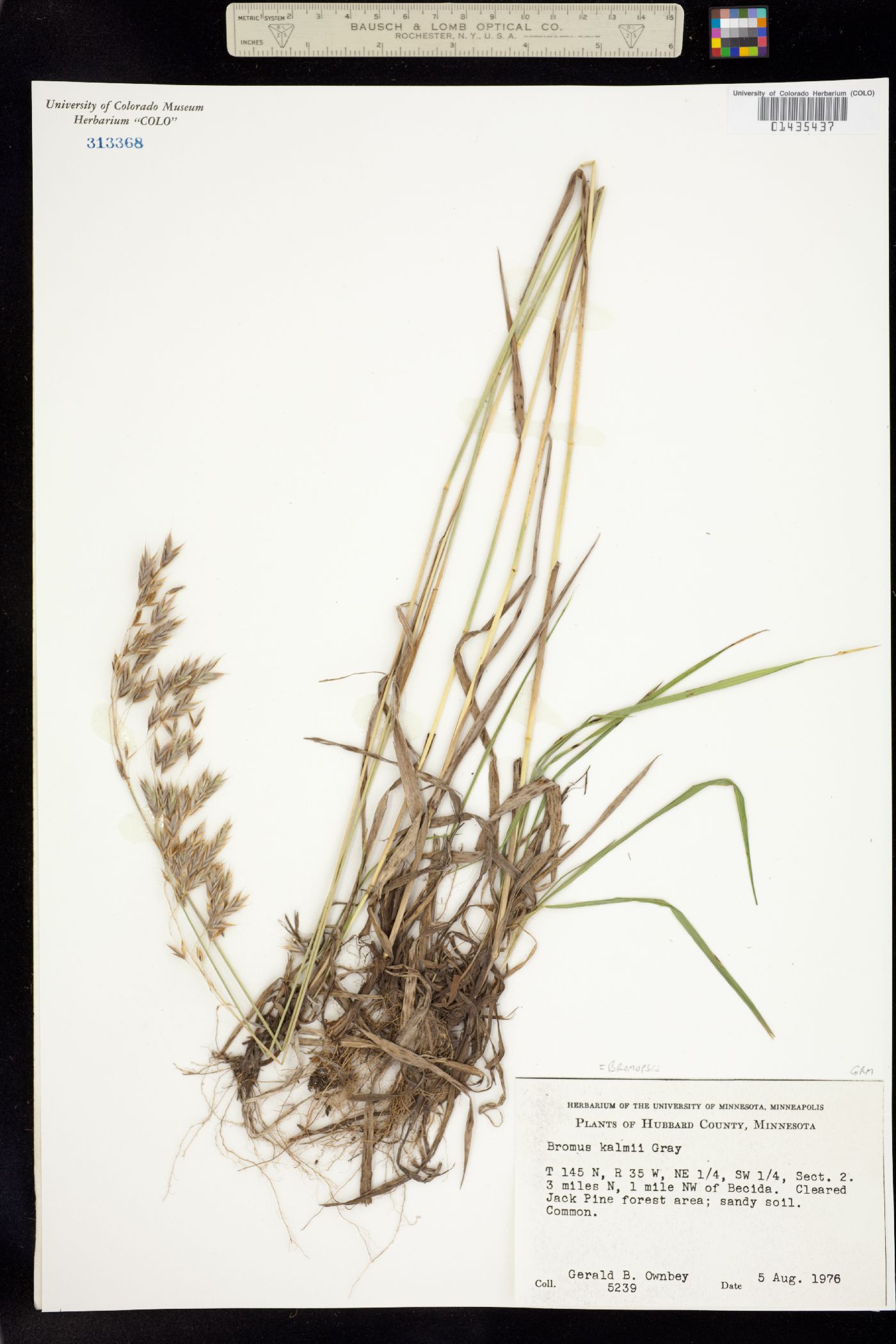 Bromus kalmii image