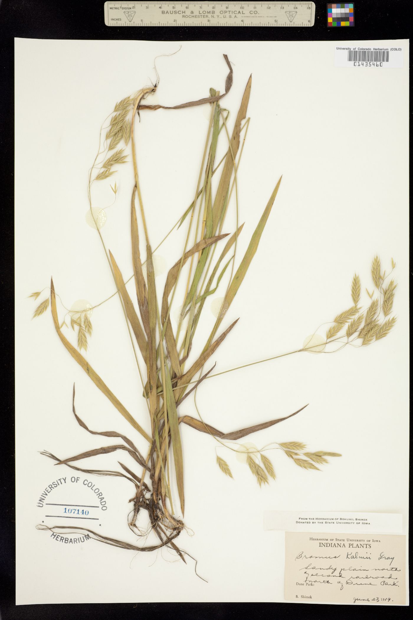 Bromus kalmii image