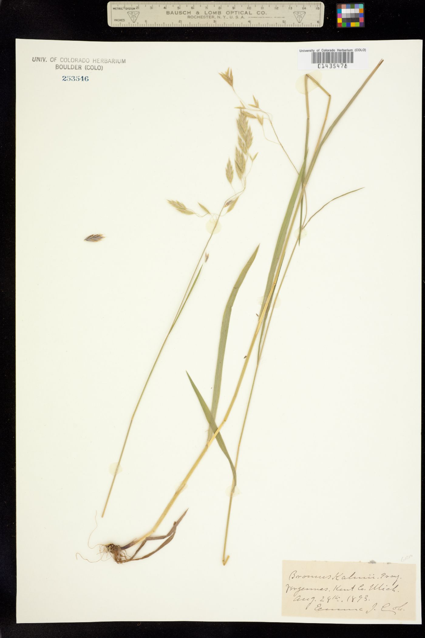 Bromus kalmii image